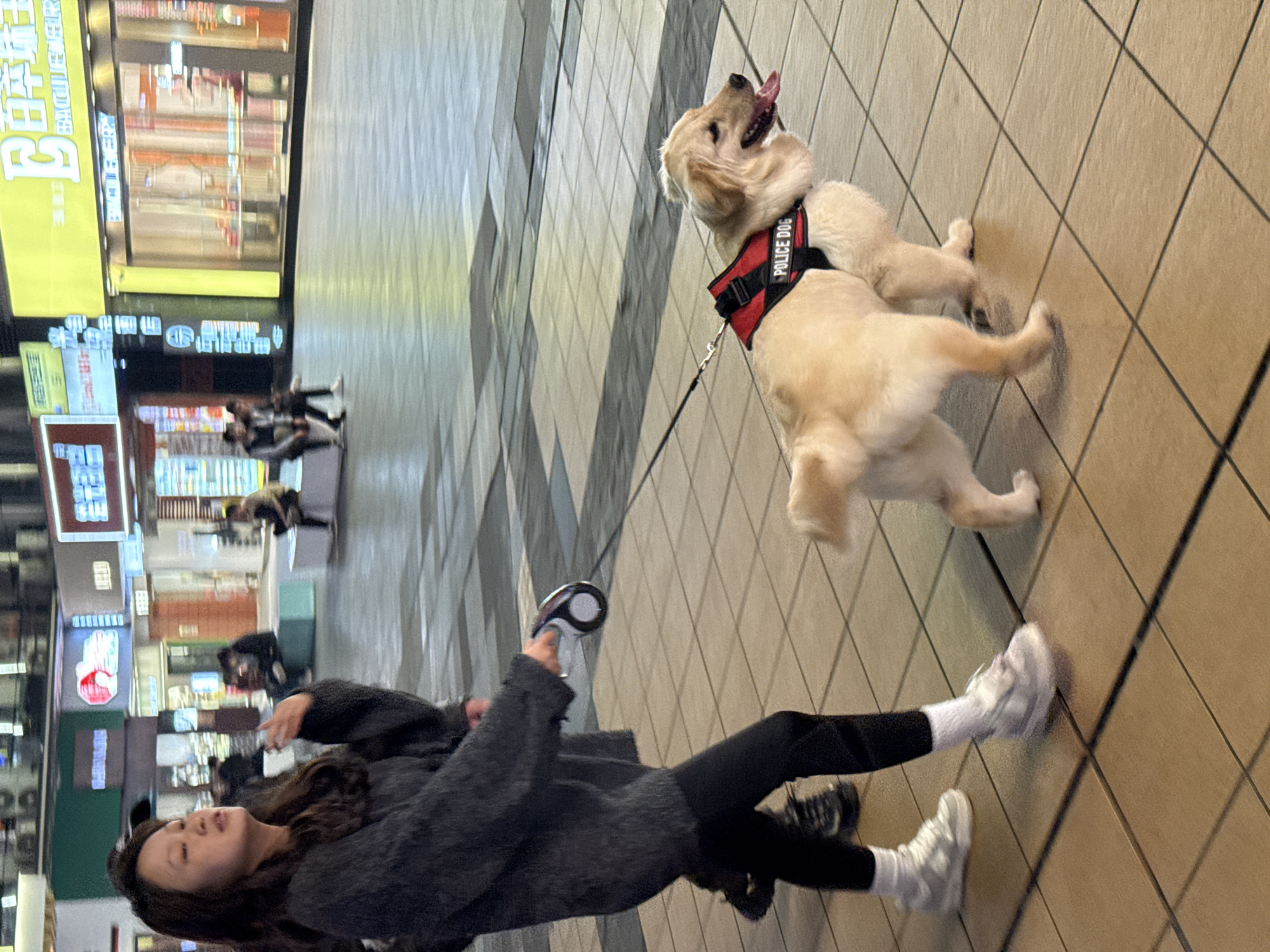 An East Asian female, estimated to be in her mid-20s to 30s, is depicted walking an assistance dog at night in an urban pedestrian area of Liangjiang, China. She wears a dark grey fuzzy long-sleeved top, black leggings, white socks, and light grey athletic shoes. Her long, dark hair is down. She holds a black and white retractable dog leash in her right hand, extending to a light golden Golden Retriever dog. The dog is equipped with a red harness bearing the white text "POLICE DOG" on its side. The dog is walking to the woman's right, its head turned slightly right with its tongue visible, appearing alert.
The ground consists of square tiles, light tan in the immediate foreground, transitioning to lighter grey in the midground and background. Artificial lighting illuminates the scene from numerous storefronts and overhead sources. In the background, multiple commercial buildings feature brightly lit signs, some displaying Chinese characters and at least one showing "BAICIREBY" in English. Several indistinct human figures are present in the background, some seated on light blue and white rectangular benches, others standing or walking. The lower legs of another individual, dressed in dark pants and black shoes, are visible behind the primary female subject.