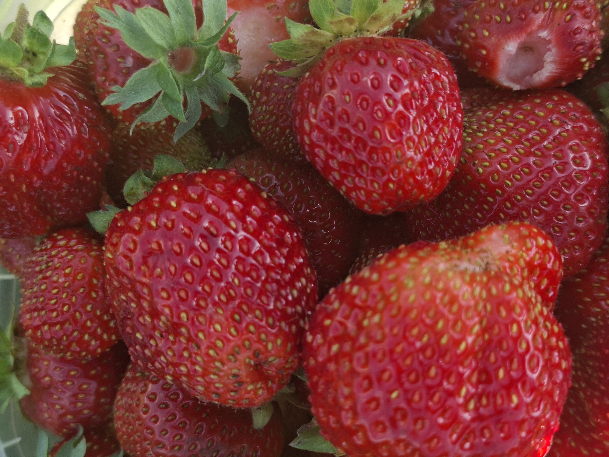 The media file is a close-up, overhead shot of several ripe strawberries. The scene is dominated by the vibrant red of the fruit, with some green stems and leaves visible. The strawberries are plump and have a textured surface covered in small, yellow seeds. One strawberry near the top center appears to have a bite taken out of it, revealing its white interior. The lighting is bright, suggesting it might be daytime, and the focus is on the details of the strawberries, highlighting their freshness and appeal. There is no visible text. The context suggests the strawberries are located in the Perm Krai region of Russia, likely an outdoor or market setting where fresh produce would be displayed.