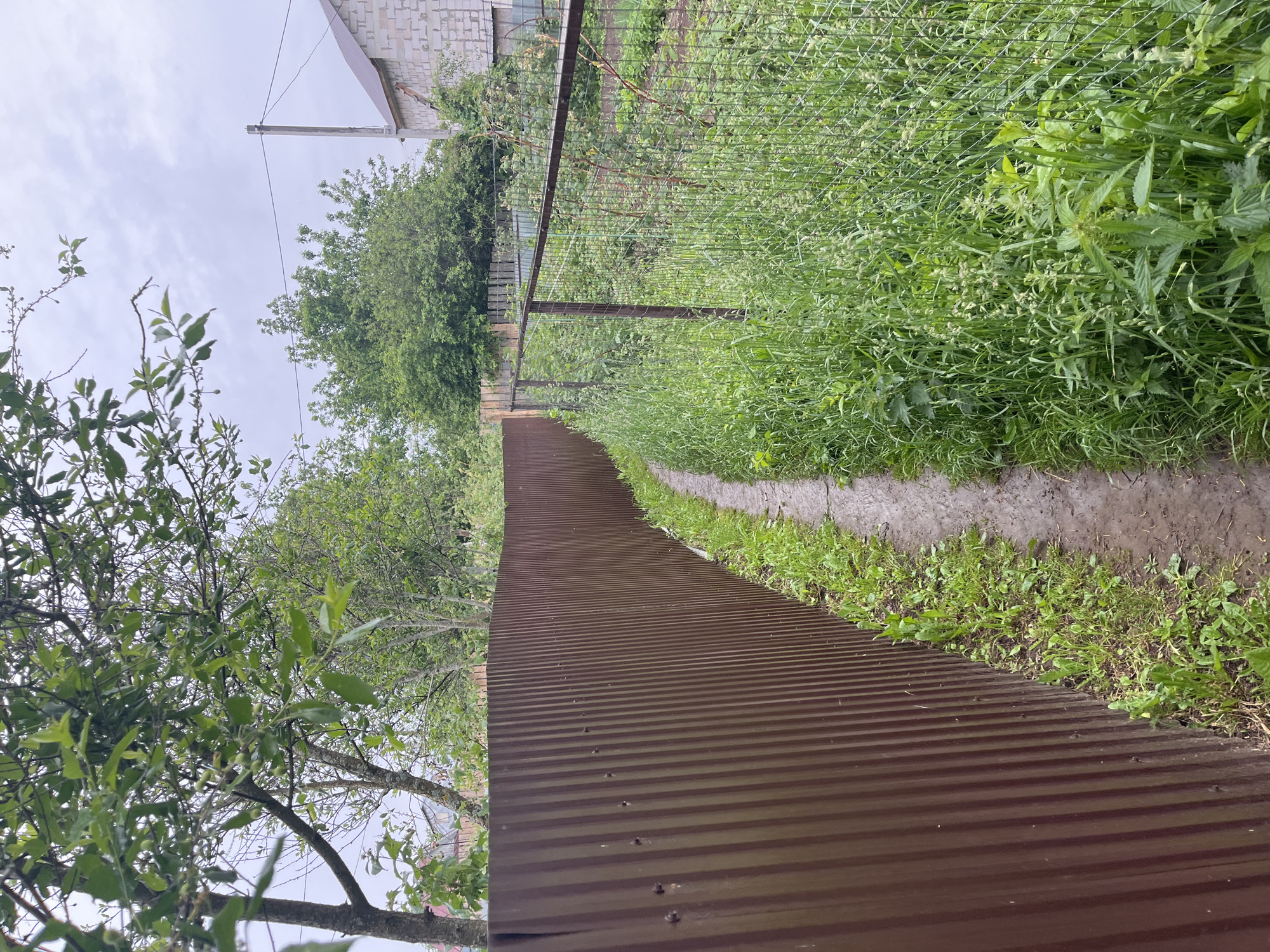 This image captures an outdoor scene, likely a garden or backyard in Chaikovsky, Russia, on an overcast day. The perspective is along a boundary, with a long, brown, corrugated metal fence prominently featured on the left, running diagonally from the foreground towards the middle distance.
Parallel to this fence, on its right, is a narrow, muddy path or strip of ground sparsely covered with short green grass and other low-lying plants, showing signs of dampness. Further back, beyond this path, a wire mesh fence extends, separating the immediate area from a denser growth of tall green vegetation and trees. The vegetation on the right side of the wire fence is overgrown, consisting of various types of grass and broad-leafed plants, some of which appear to be nettles.
In the mid-ground and background, several trees with lush green foliage are visible, particularly on the left side, with some branches extending into the frame's foreground. Small, unripe fruits are discernible on some of these tree branches, suggesting they may be fruit trees. Above the trees and fences, the sky is predominantly overcast, indicating a cloudy day with no direct sunlight. In the upper left background, a portion of a building with light-colored brick walls and a dark-colored roof can be seen, along with a wooden utility pole and an overhead wire.
No people are visible, and no specific activity is taking place. There is no discernible text in the image. The overall impression is one of a slightly unkempt garden area on a cloudy day.