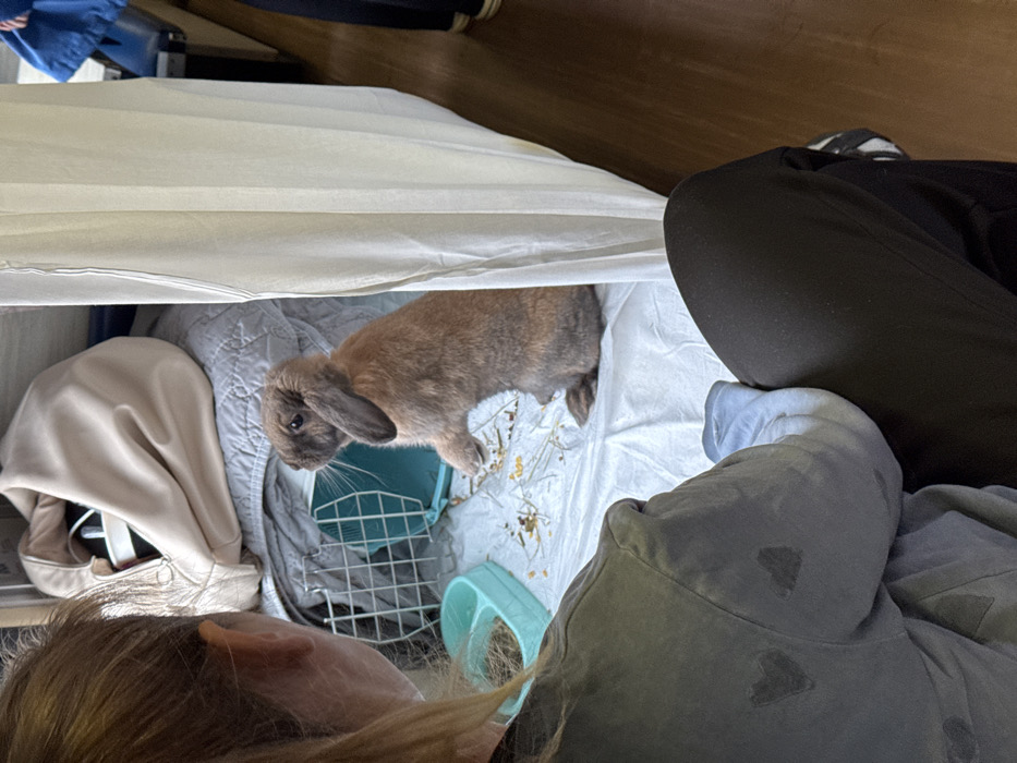 This image depicts an indoor scene in Rossosh, Russia, featuring a person observing a rabbit. In the foreground, the back of a person's head, left shoulder, and upper body are visible. The person has light-colored hair, is wearing a dark grey top with faint heart-shaped patterns, and dark trousers. A light blue sleeve or glove is visible on the left forearm.
Centered in the mid-ground, a brown and tan lop-eared rabbit is standing upright on its hind legs. Its ears are long and droop downwards. The rabbit is positioned on a white, possibly absorbent, pad, with scattered hay and food pellets visible. To the left of the rabbit, a light blue, two-compartment food or water bowl is present. Behind the bowl, a portion of a metal wire cage, colored green or teal, is visible. Further in the background, a grey quilted blanket supports a beige bag.
A vertical white sheet or curtain extends from the top to the bottom of the frame on the right side, partially segmenting the scene. Beyond this curtain, a dark brown floor is visible. In the far right background, the lower legs of another individual wearing dark pants and light footwear, along with a blue garment and a blue bench, are partially discernible.