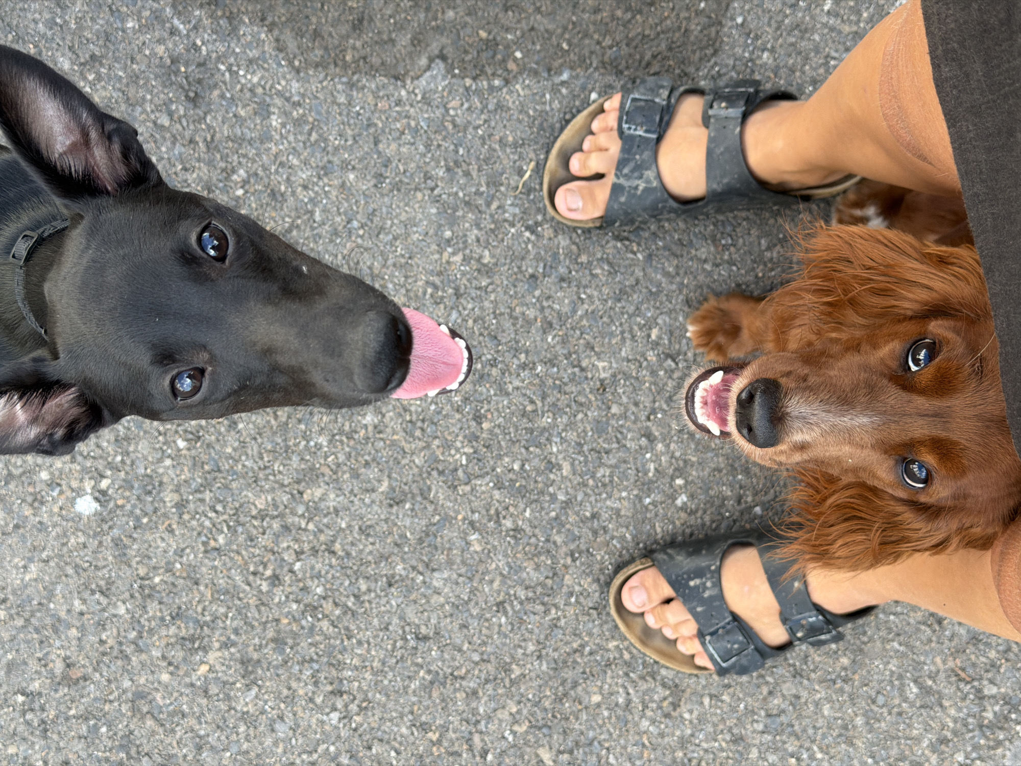 An overhead, eye-level shot captures two dogs and the lower legs and feet of a person on a textured, dark grey asphalt surface, suggesting an outdoor setting in Chang Phueak, Thailand.
On the left side of the frame, a sleek black dog with alert, reflective dark eyes gazes directly upwards at the camera. It wears a dark collar, and its pink tongue is playfully extended from its mouth, revealing a glimpse of white teeth. Its dark, upright ear is prominent on the upper left.
On the right, a reddish-brown dog, possibly an Irish Setter or similar breed with long, wavy fur, also looks up intently. Its bright eyes are visible, and its mouth is slightly agape, showing its canines and dark gums. This dog is partially obscured by a dark piece of fabric, likely a trouser leg or skirt.
Positioned between and slightly behind the dogs are the bare lower legs and feet of a person. The person wears dark, buckled sandals, which appear well-worn. The dogs' expressions, with their upward gazes and slightly open mouths, suggest they are actively engaging with or anticipating something from the person holding the camera. The scene is illuminated by natural light, indicating daytime. There is no visible text in the image.