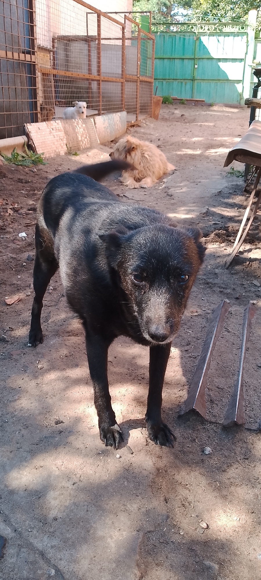 A black dog stands in the foreground, facing the camera with a neutral expression. The dog has a short, dark coat and appears to be healthy. In the background, a light-colored, shaggy dog is lying down. Behind the dogs, there is a metal cage and a green fence. The ground is covered with dirt and sand, with some scattered leaves and debris. The scene appears to be an outdoor enclosure, possibly a dog shelter or kennel, located in the city of Belgorod, Russia. The lighting suggests it is daytime, with shadows cast by the cage and possibly trees.