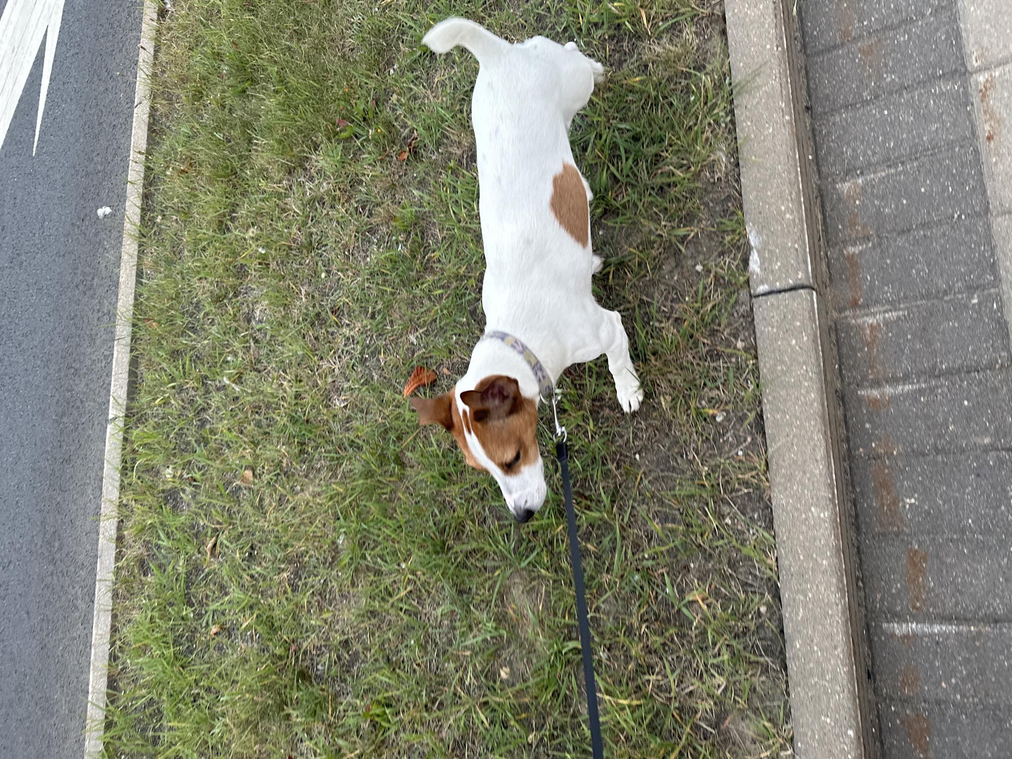 A Jack Russell Terrier is on a leash, walking on a patch of grass next to a sidewalk. The dog is white with brown markings on its head and back. It is wearing a purple and white patterned collar. The sidewalk is made of concrete and interlocking pavers. Behind the sidewalk is a patch of grass and then an asphalt road. The scene appears to be in a city, likely on a street.