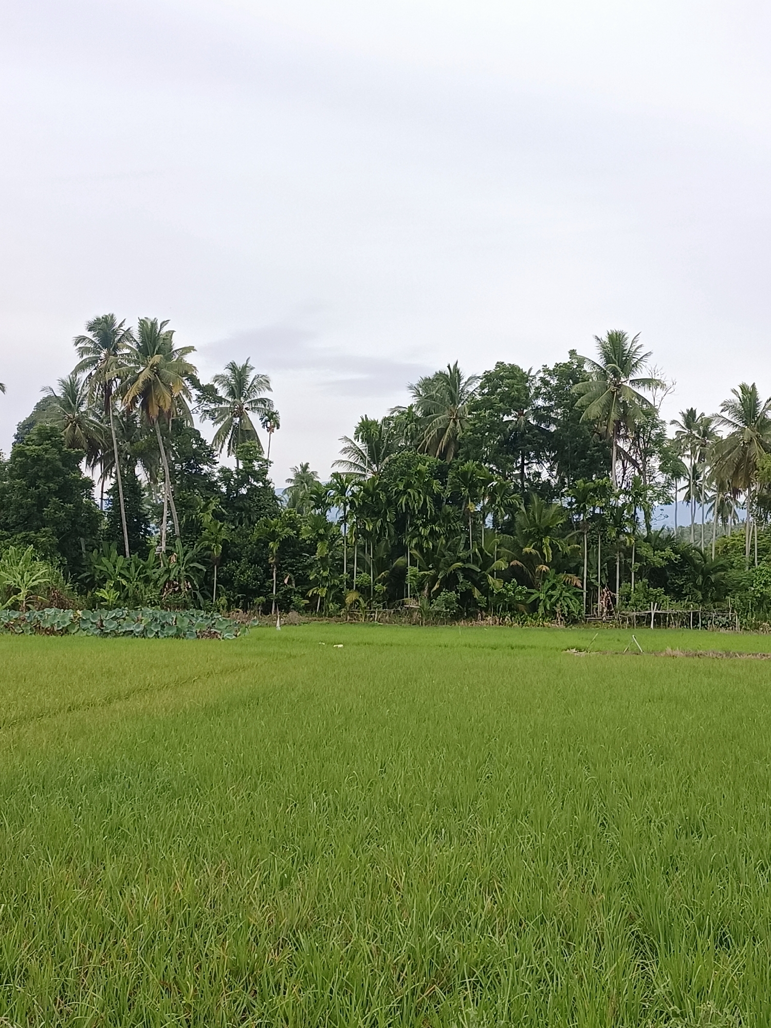 The image captures a lush green rice paddy in the foreground, with rows of young rice plants stretching towards a dense line of tropical trees and palm trees in the background. The sky above is overcast with a pale, milky haze. In the middle ground, a collection of large, round, leafy plants, possibly lotus plants, are visible on the left side of the frame. A simple wooden fence runs along the edge of the paddy, separating it from the vegetation. The overall scene suggests a rural landscape in Reudeuep, Indonesia, characterized by agricultural cultivation and abundant tropical flora.