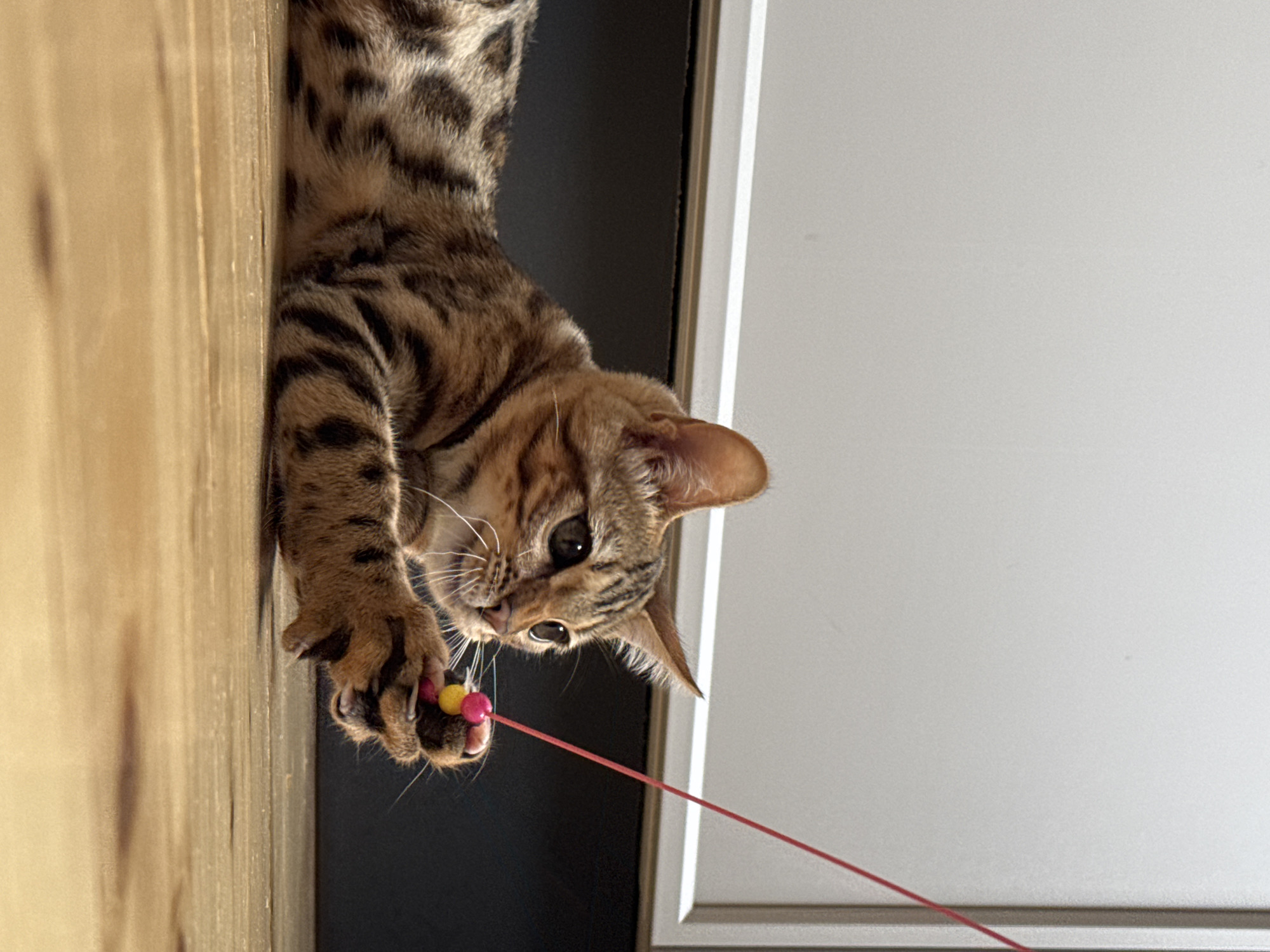 A Bengal cat plays with a toy made of colorful beads on a string. The cat is suspended upside down, with its paws reaching out to grasp the toy. The cat has distinctive spotted fur and alert, dark eyes. The background consists of a wooden surface on the left and a white door or wall on the right, with a dark gap between them, suggesting an indoor setting. The lighting indicates it is daytime. The cat appears engaged and playful. There is no visible text in the image.