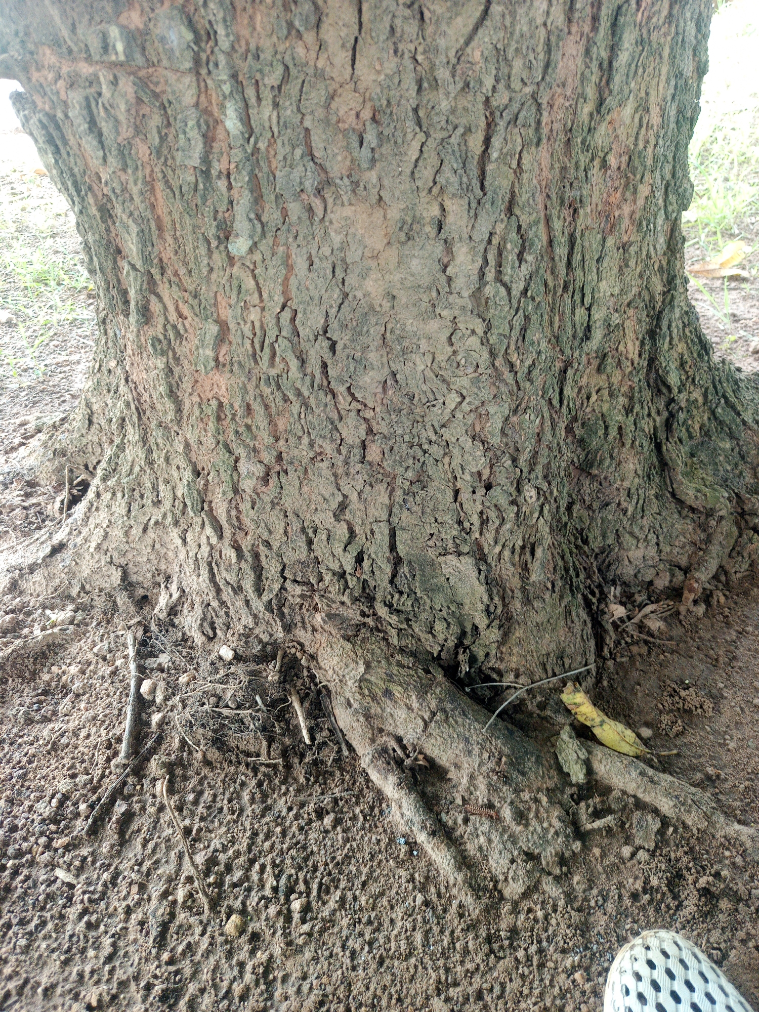 The image shows the base of a tree trunk with exposed roots on the ground. The bark of the tree is rough and textured, with visible cracks and crevices. The ground surrounding the tree is covered in soil, small stones, and some dry leaves. There are also some thin twigs and roots visible on the surface. In the bottom right corner, the toe of a white shoe with a black geometric pattern is visible, suggesting a person is present at the scene. The background is slightly blurred, showing some sparse green vegetation and more soil. The lighting suggests it is daytime. The scene appears to be an outdoor environment, possibly a park, garden, or natural area within the city of Keffi, Nigeria.