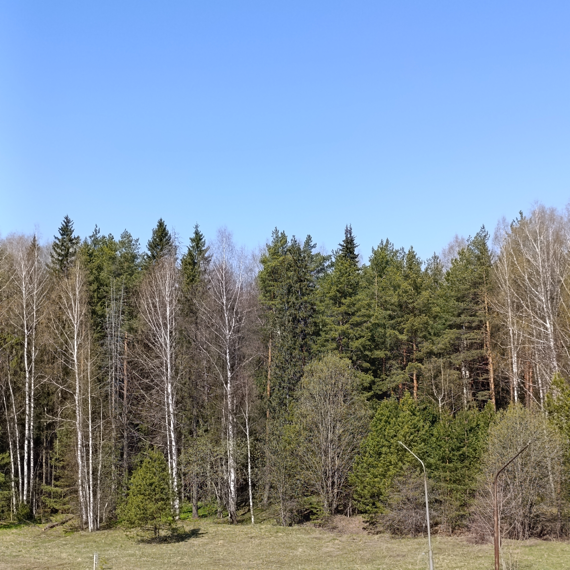 The image depicts a forest scene in Марковский, Russia, under a clear blue sky. The trees are a mix of coniferous evergreens and deciduous birch trees, some still bare and others with budding leaves, indicating springtime. A field of dry grass leads up to the tree line. A metal lamppost stands in the foreground, suggesting the location is near a road or pathway within the city. No people are visible.