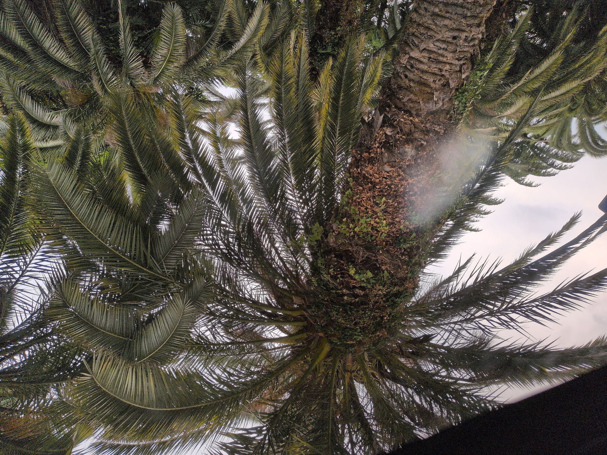 This image, taken in Sochi, Russia, captures a close-up, low-angle view of a mature palm tree against an overcast sky. The trunk of the palm is thick and textured, covered in remnants of old fronds and patches of green ivy. The fronds of the palm fan out from the top, creating a dense canopy of feathery leaves, some of which appear to be yellowing. In the background, other palm trees are visible, suggesting a tropical or subtropical environment. A faint, white lens flare is present on the left side of the image, partially obscuring the trunk and fronds. The overall impression is one of lush, natural growth in an urban park or garden setting.