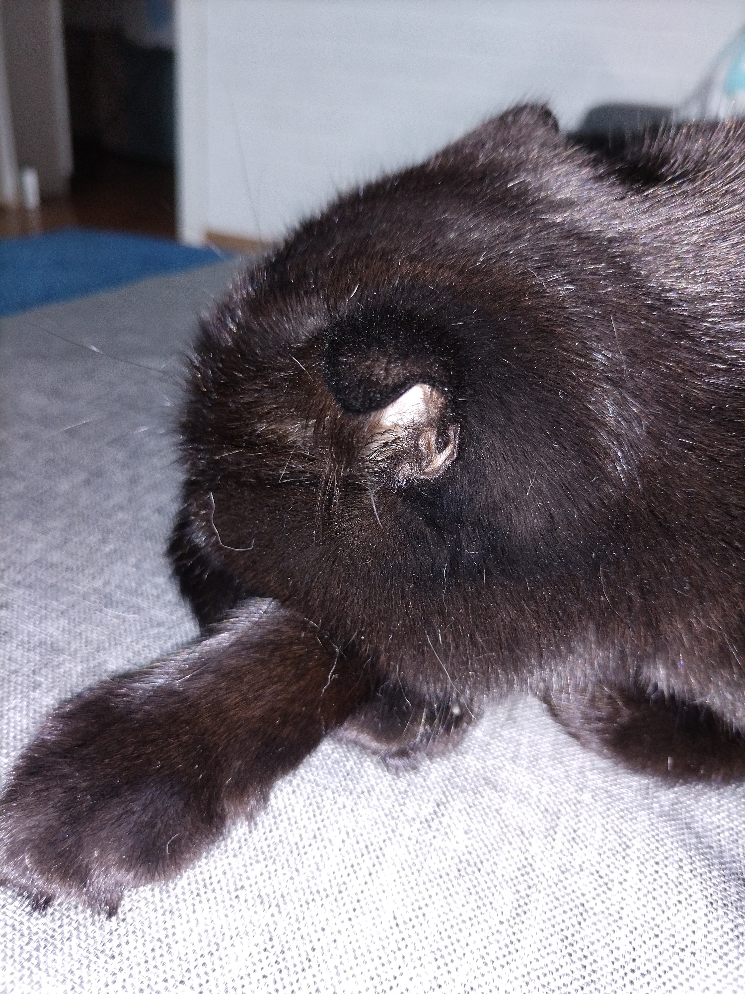 A black cat is lying on a textured gray surface. The cat's head is resting on its paw, and its body is mostly obscured. The background is blurred, but appears to be an indoor setting with a white wall and some indistinct objects.