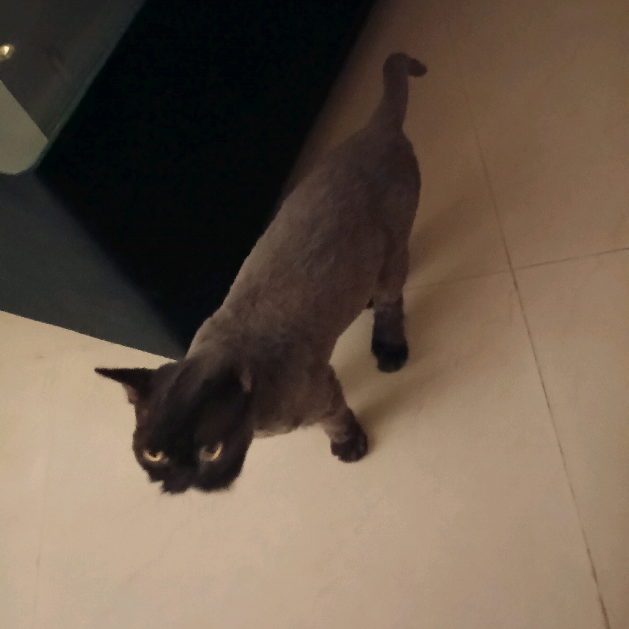 A medium-shot image shows a dark gray cat with bright yellow eyes looking up directly at the camera. The cat's fur appears to have been recently trimmed, giving it a smooth, short-haired look. The cat is positioned on a light-colored tiled floor. To the left of the cat, a dark surface, possibly a piece of furniture or a countertop, is visible, casting a shadow. The overall lighting suggests an indoor setting. The image is composed from a slightly elevated angle, looking down at the cat. There is no discernible information about the location in Bengaluru, India.