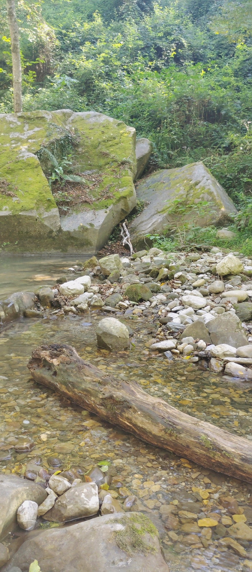 This is a vertical, medium shot photograph of a shallow, rocky stream in Katkova Schel, Russia. The stream bed is composed of numerous small, smooth stones and pebbles of varying colors, including white, gray, and yellowish-brown. A large, weathered log rests horizontally in the foreground, partially submerged in the clear water. The log is rough and textured, with visible signs of decay.
To the left of the stream, several large, moss-covered boulders are present, some appearing to have fallen and settled in the area. Green moss clings to the surfaces of these rocks, indicating a damp and shaded environment. Beyond the boulders, dense green foliage and trees form a natural backdrop, suggesting a forest or wooded area. The sunlight filters through the leaves, creating dappled light on the rocks and water. In the background, the vegetation is thick and appears lush. A few dry twigs are scattered amongst the rocks near the water's edge. The scene conveys a sense of natural tranquility. There are no people or animals visible in the image.