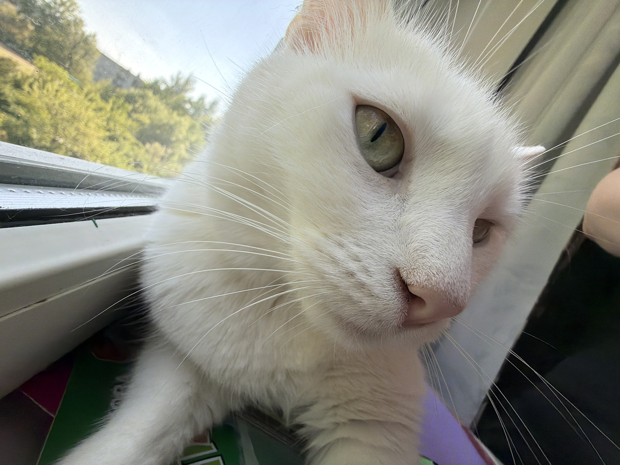 A close-up, angled shot features a white cat with light green eyes. The cat is positioned near a window, with the outside environment showing green trees. The cat's pink nose is visible, and its whiskers are prominent. A small portion of a person's arm is visible in the background. The cat is on something colorful, possibly a book or folder.