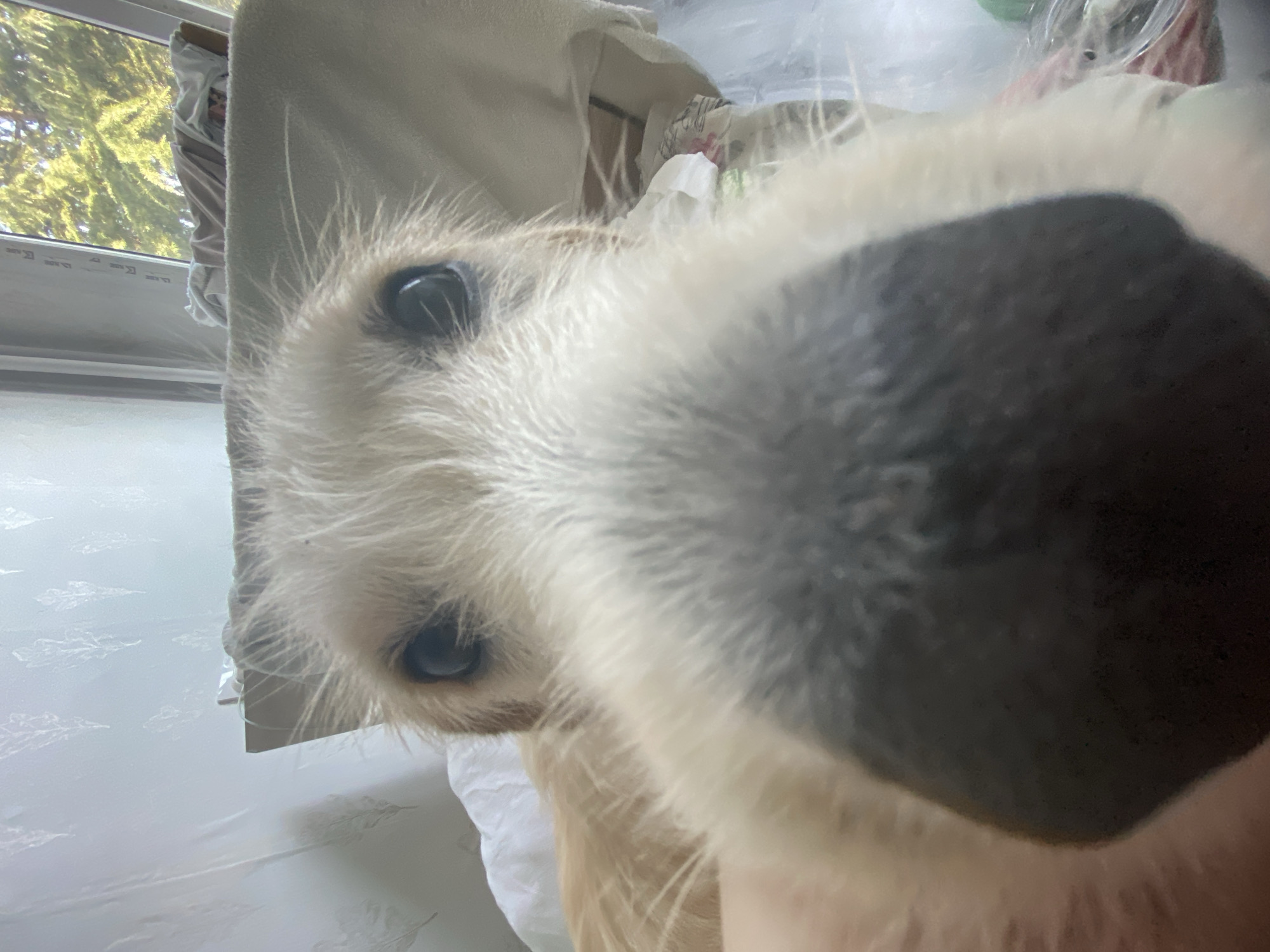 The image is a close-up, low-angle, first-person perspective of a dog's face. The dog has light-colored, wiry fur around its snout and dark eyes. Its nose is large and black and takes up the majority of the foreground. In the background, there is a white wall with a subtle feather-like pattern, a glimpse of a window with trees visible outside, and some bedding or blankets. The scene appears to be indoors, likely in a residential setting. There is no information to suggest a location in Blagoevgrad, Bulgaria.