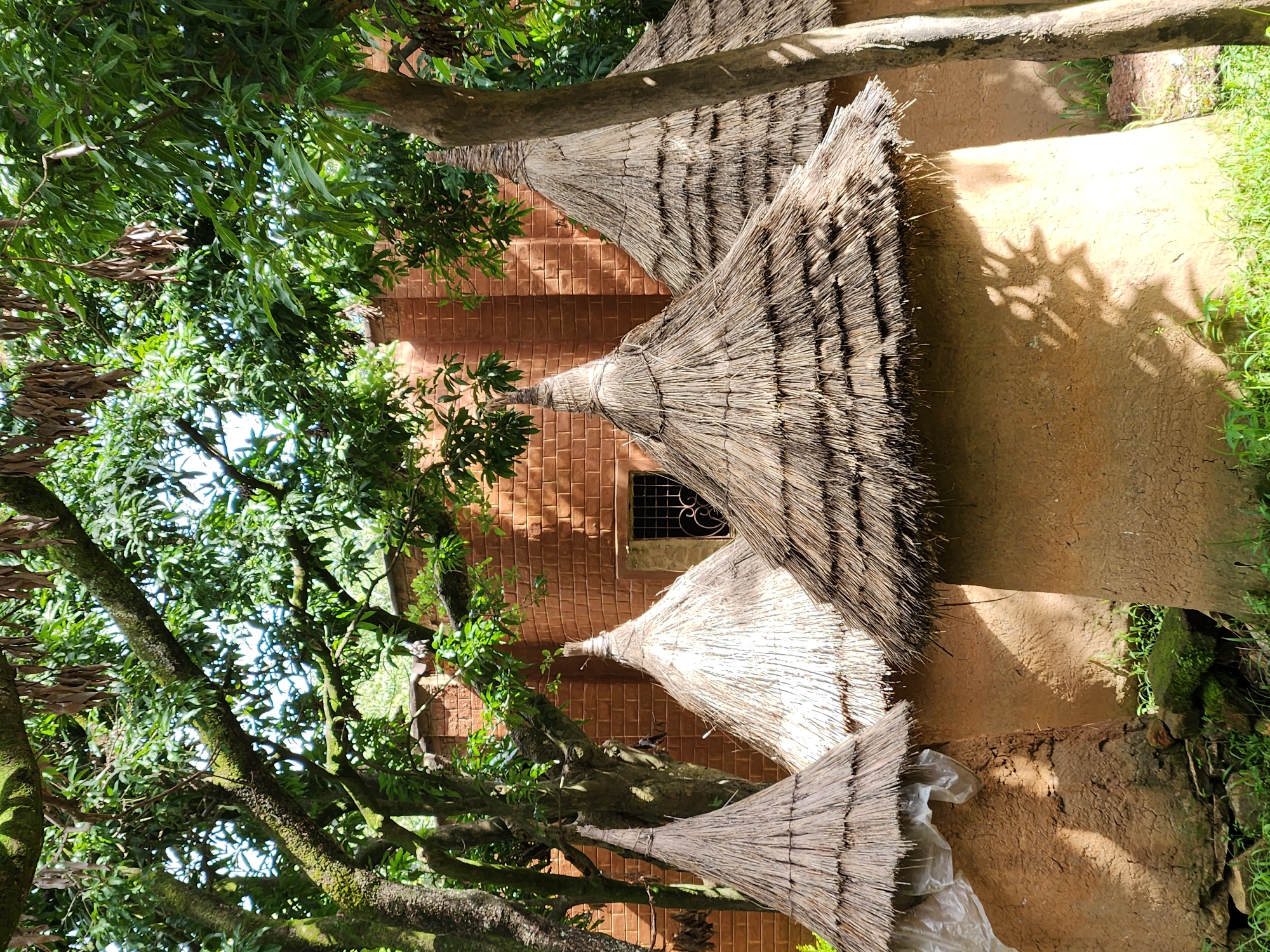 In an outdoor, rural setting, several round, mud-brick structures with conical thatched roofs are visible. These structures are clustered together. A red brick wall with a barred window is behind the structures, suggesting a building or enclosure. Lush green foliage from trees with moss-covered branches overhangs the scene, casting shadows on the ground and structures. The ground is covered with grass and some rocks. The overall impression is one of traditional architecture set within a natural environment.