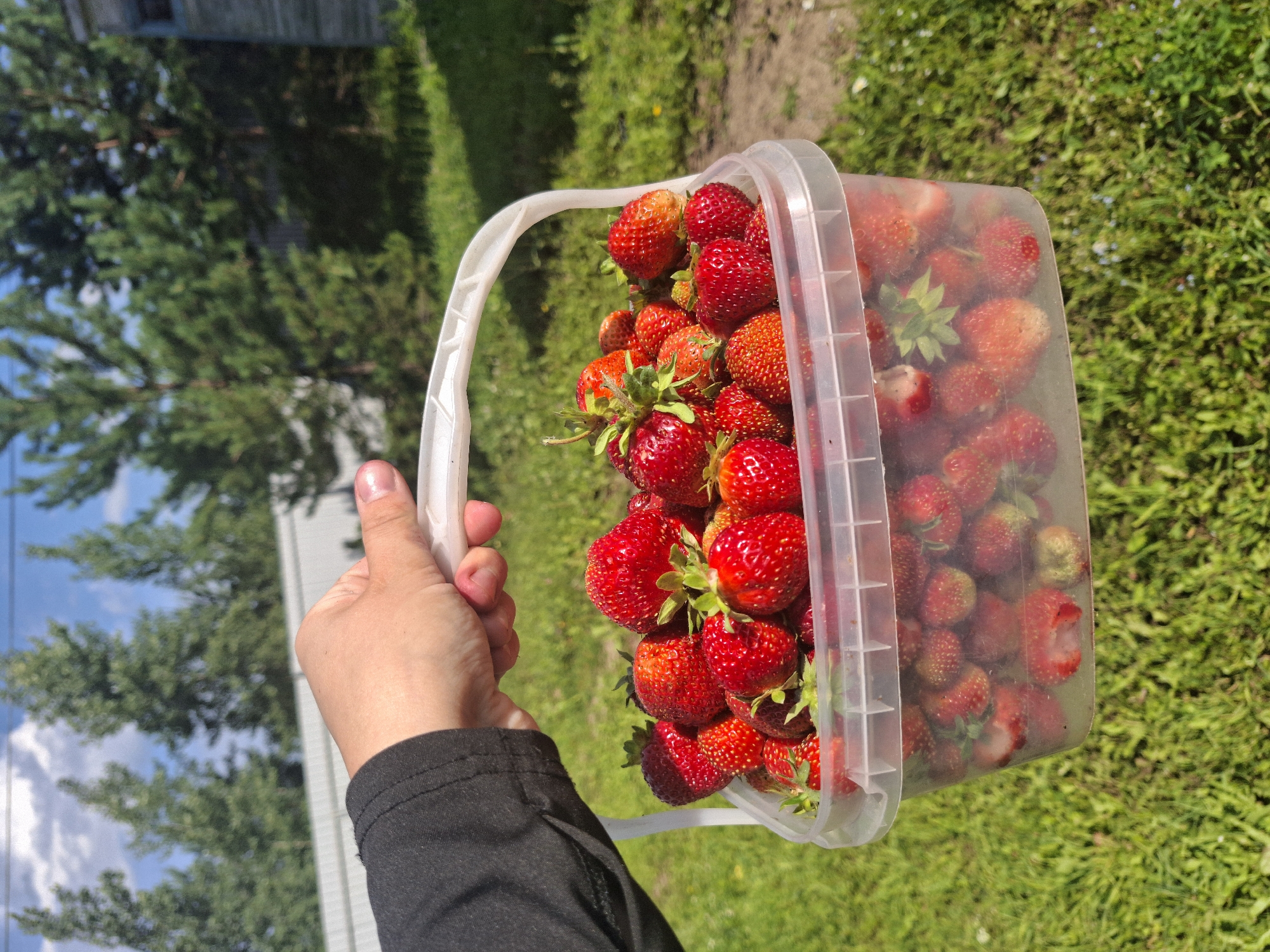 A person's hand, with a pinkish hue and visible fingernails, is holding a clear plastic bucket overflowing with ripe strawberries. The bucket has a white plastic handle. The strawberries are a vibrant red, some with green stems and leaves still attached, while others are bare. The bucket is tilted, allowing the viewer to see the abundance of fruit within.
The setting appears to be outdoors, with lush green grass and foliage in the background. The lighting suggests it is daytime, likely sunny with scattered clouds visible in the sky. In the far background, there's a hint of a wooden structure and tall green trees, possibly pines, which could indicate a rural or suburban location. The overall impression is one of a successful harvest and enjoyment of fresh produce. No text is visible in the image.