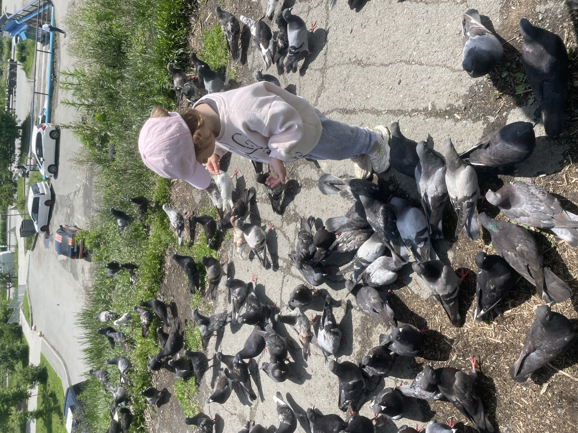 A young child wearing a pink cap and a light-colored sweatshirt is standing on a paved area and feeding a flock of pigeons. The child is holding a handful of small food items in their right hand, and several pigeons are gathered around their feet, some pecking at the food. The child is wearing light-colored pants and sneakers. The pigeons are mostly dark gray and black, with some white and speckled markings. The scene appears to be outdoors, possibly in a park or public space, with green grass and trees visible in the background. The overall impression is one of a peaceful interaction between the child and the birds.