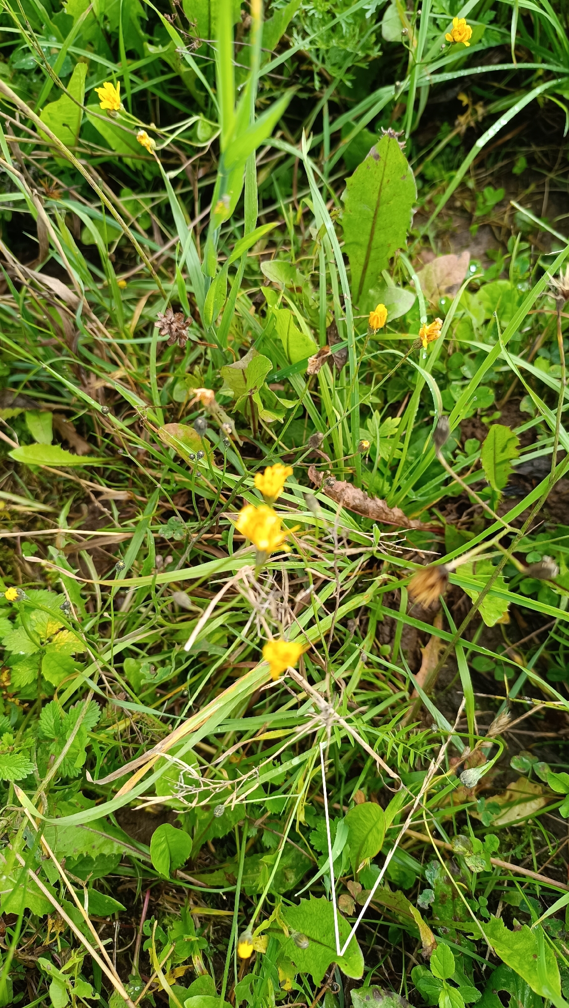The image is a close-up, top-down view of a patch of green grass and various small yellow wildflowers. The grass is dense and appears somewhat unkempt, with some blades leaning and interspersed with dry, brown vegetation. Several small yellow flowers are visible, some in focus and others blurred, suggesting a shallow depth of field. There are also some leaves and seed pods visible amongst the greenery. The ground beneath is not clearly visible, but appears to be soil. The lighting suggests an outdoor setting, possibly during the daytime. The image does not depict any people, actions, or interactions. The location in the city of Karsha, Russia, is not evident from the visual information within the image itself.