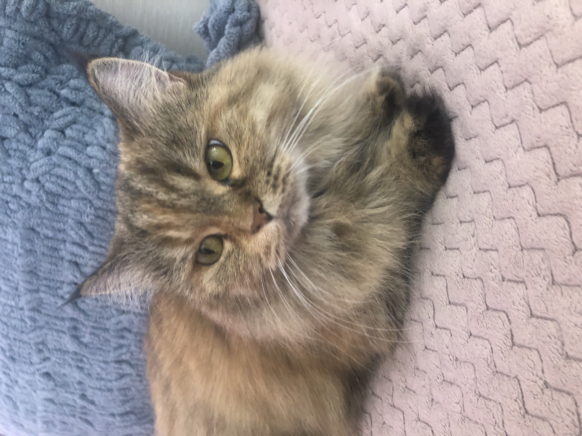A long-haired tabby cat with green eyes is lying down on a pink, textured blanket. The cat is facing the camera and appears to be looking directly at it. Behind the cat, a blue, fuzzy blanket is visible. The cat's fur is a mix of brown, gold, and black, with distinct tabby markings on its face and body. Its paws are tucked neatly underneath its body. The lighting in the image is soft and natural. The scene is an indoor setting, likely a home.
