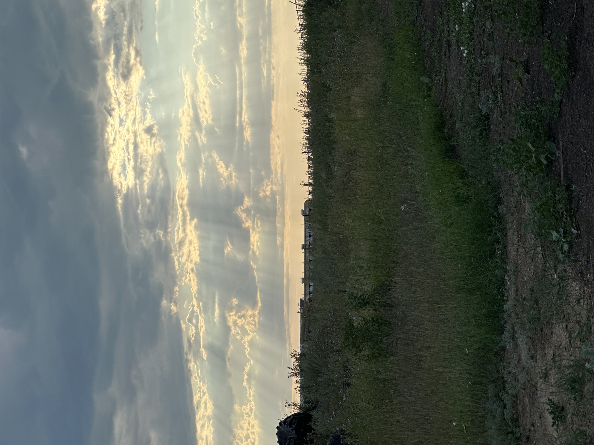 The image captures a rural landscape under a dramatic sky. In the foreground, a dirt path is visible, bordered by tall, dense green grass and some scattered low-lying plants. The middle ground features a field of overgrown grass and weeds, with the tops of some taller plants and the dark silhouette of a large agricultural tire on the left. In the distance, a long, low building complex with a light-colored roofline and some darker structures is visible, possibly farm buildings or industrial facilities. A fence line runs along the horizon behind the vegetation.
The sky is a prominent feature, filled with layers of clouds. Streaks of sunlight pierce through the clouds, creating visible crepuscular rays that illuminate the sky with a golden-yellow glow. The overall lighting suggests either sunrise or sunset, with the sun's rays breaking through overcast conditions. The environment appears to be a natural, undeveloped area, likely on the outskirts of a settlement. The specific location in Баягиз, Kazakhstan, is not visually identifiable from the image itself, but the scene is consistent with a rural or agricultural setting within the region. No people or animals are present in the image.