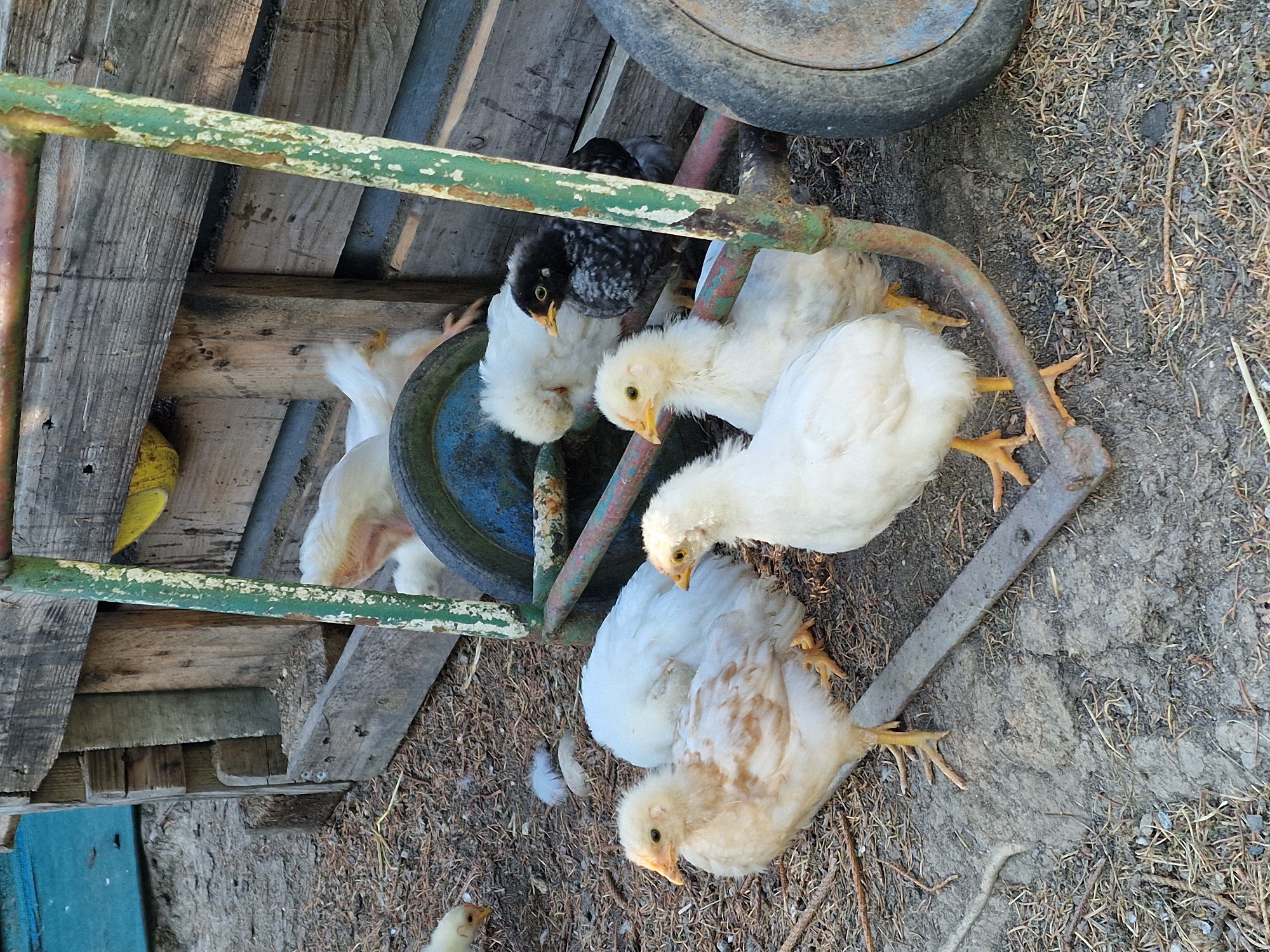 A group of young chickens, some light yellow and brown, and one black and white chick, are gathered on the ground near a weathered wooden structure and a green metal cart with a large wheel. The chickens are standing and pecking at the dry, debris-strewn ground. The scene appears to be outdoors, possibly in a rural or farmyard setting, with a dirt or gravel surface mixed with straw and twigs. The wooden structure is made of rough, aged planks, and the cart is rusty and worn. The overall impression is one of a natural, rustic environment. The location is identified as Lipí, Czechia.