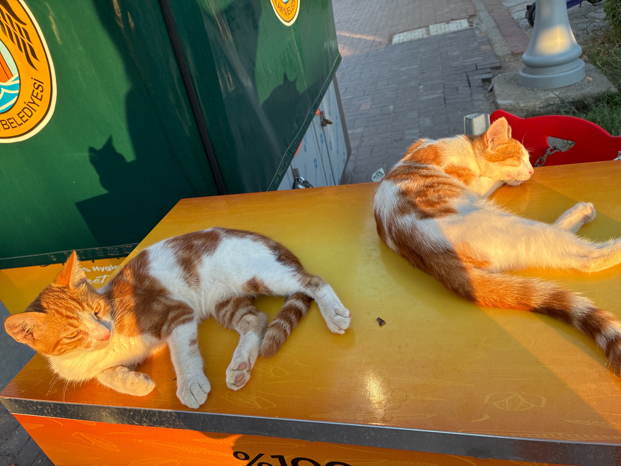 Two orange and white domestic cats are resting on a bright yellow surface, likely the lid of a container or bin, in Alanya, Turkey. The cat on the left is lying on its side, facing left, with its eyes partially closed. The cat on the right is lying on its stomach, facing right, with its eyes closed and head resting on the surface. Both cats appear relaxed and are bathed in warm sunlight, casting long shadows.
In the background, a green surface, possibly part of a municipal bin or vehicle, is visible with a logo that includes text in Turkish, likely indicating "Belediyesi" (Municipality). Adjacent to the green surface is a red object, which could be a seat or a bin lid. The ground is paved with grey stones, and a lamppost is visible further in the background. The overall environment suggests an outdoor public space within the city. The image has a high dynamic range, with bright sunlight illuminating the cats and the yellow surface, while the background is in shadow.
