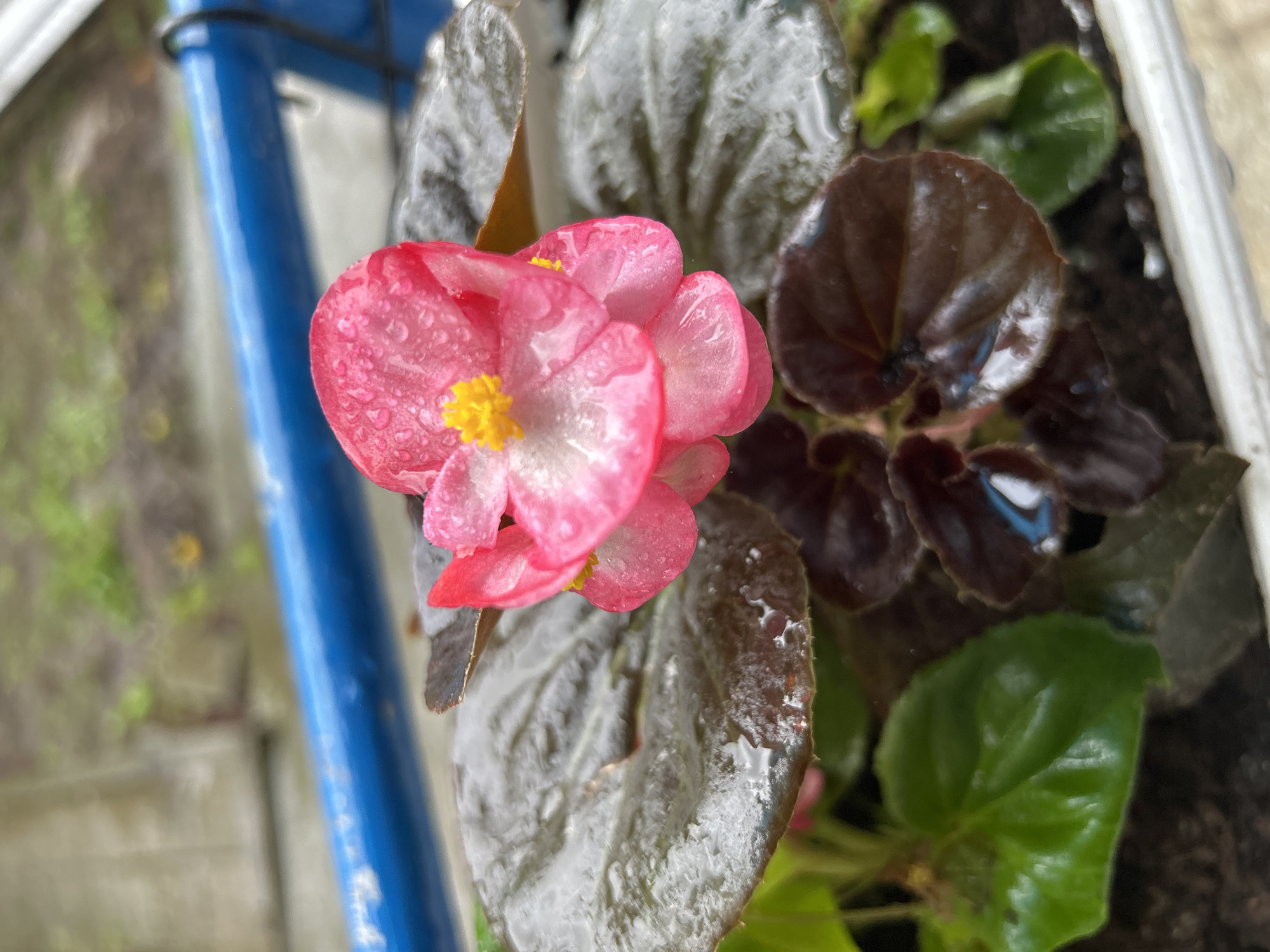 A close-up, eye-level shot focuses on a pink begonia flower with yellow stamens, its petals speckled with water droplets. The flower is positioned near a blue metal structure, possibly part of a railing or frame. Surrounding the flower are leaves of varying colors, ranging from gray-green to dark burgundy. The scene suggests an outdoor setting, likely a balcony or windowsill garden. Based on the prompt, it's in Burgas, Bulgaria.
