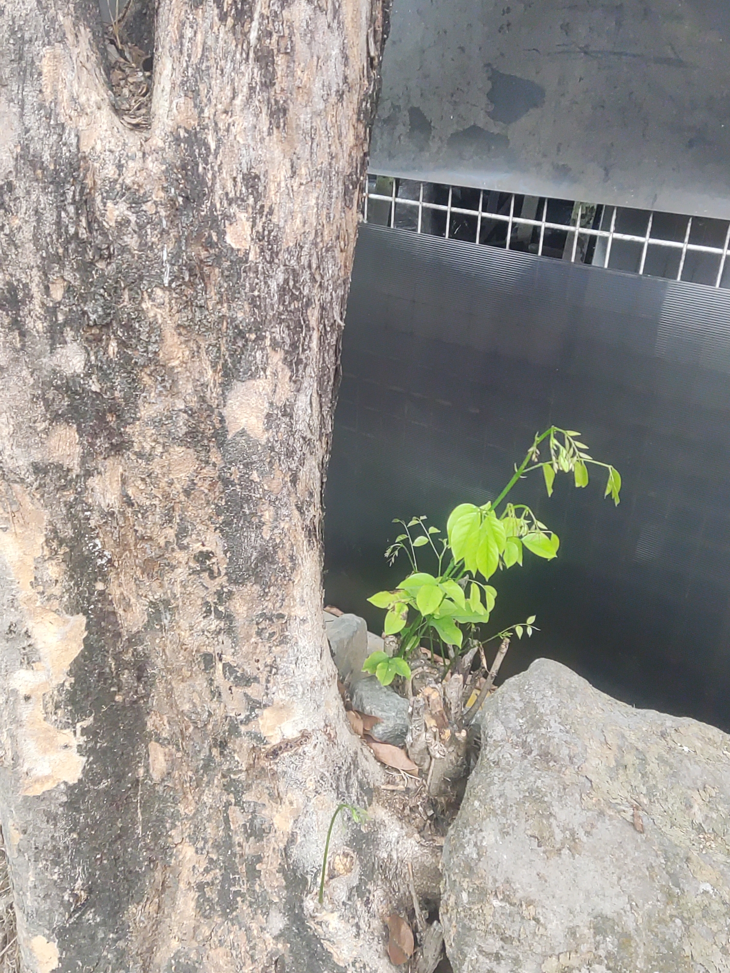 The image depicts a close-up view of the base of a large, textured tree trunk on the left side of the frame. The bark is rough and appears to be a mixture of grey, brown, and black tones. Nestled between the tree trunk and some large grey rocks is a small, vibrant green sapling with delicate leaves. In the background, a dark, textured surface is visible, possibly a wall or a fence, with a horizontal grate-like structure positioned across it. The scene appears to be outdoors, possibly in a natural or semi-urban setting in Trihanggo, Indonesia. There are no people or animals present in the image, and no specific actions are being depicted. The overall impression is one of nature persisting in a man-made environment.