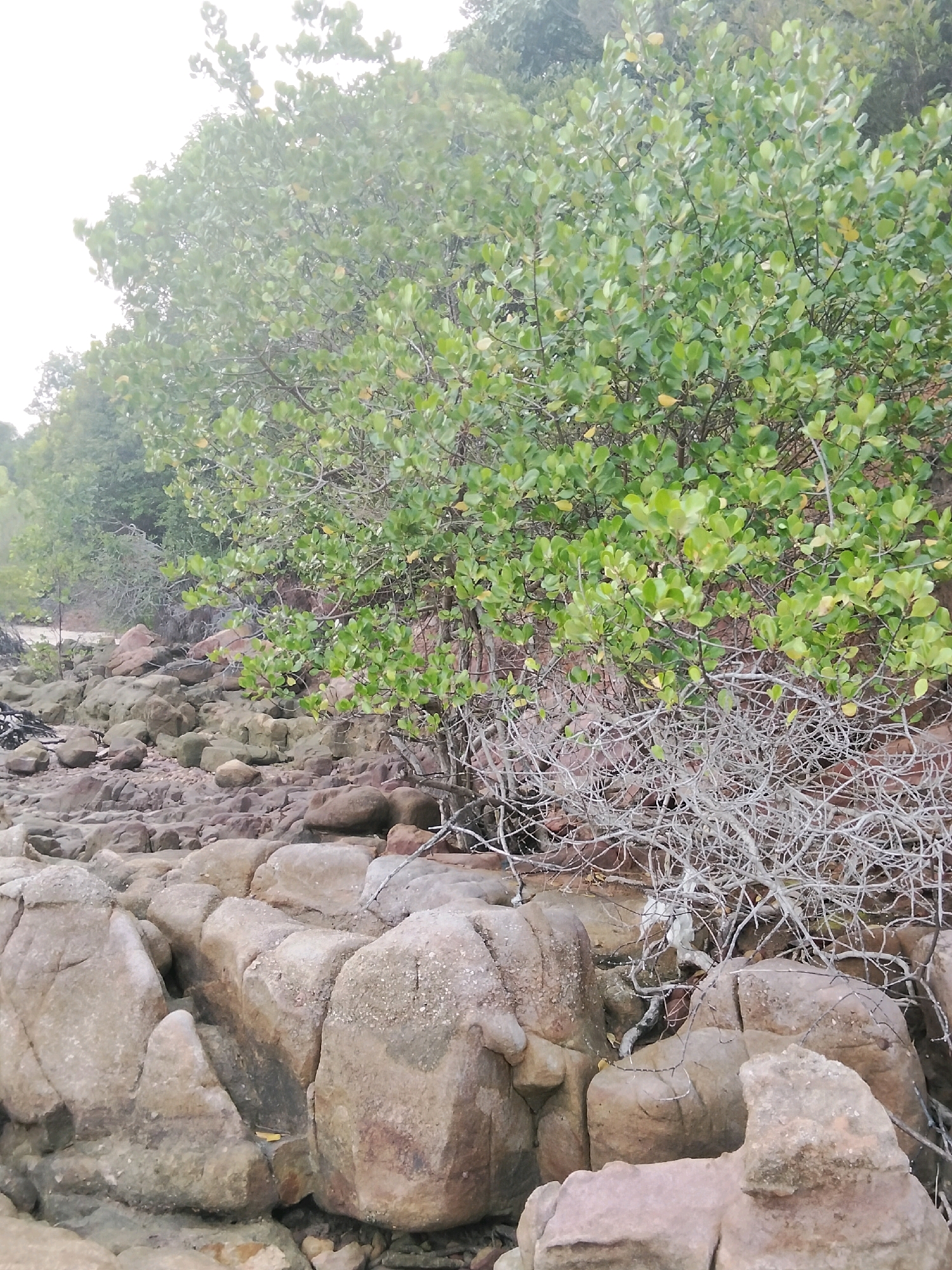 The image depicts a rocky shoreline in Moro, Indonesia, likely during daylight hours. The foreground is dominated by large, rough, reddish-brown rocks and smaller stones, with some appearing wet. Behind the rocks, a dense cluster of green leafy bushes and trees forms the middle ground. The foliage is lush, with some leaves showing yellowish hues, suggesting potential autumn colors or a natural variation. Interspersed among the greenery are bare, tangled branches of a lighter, grayish-brown color, creating a stark contrast. The background consists of more trees and foliage, extending upwards, with the sky appearing overcast and bright, casting a soft light over the scene. There are no people or animals visible in the image.
