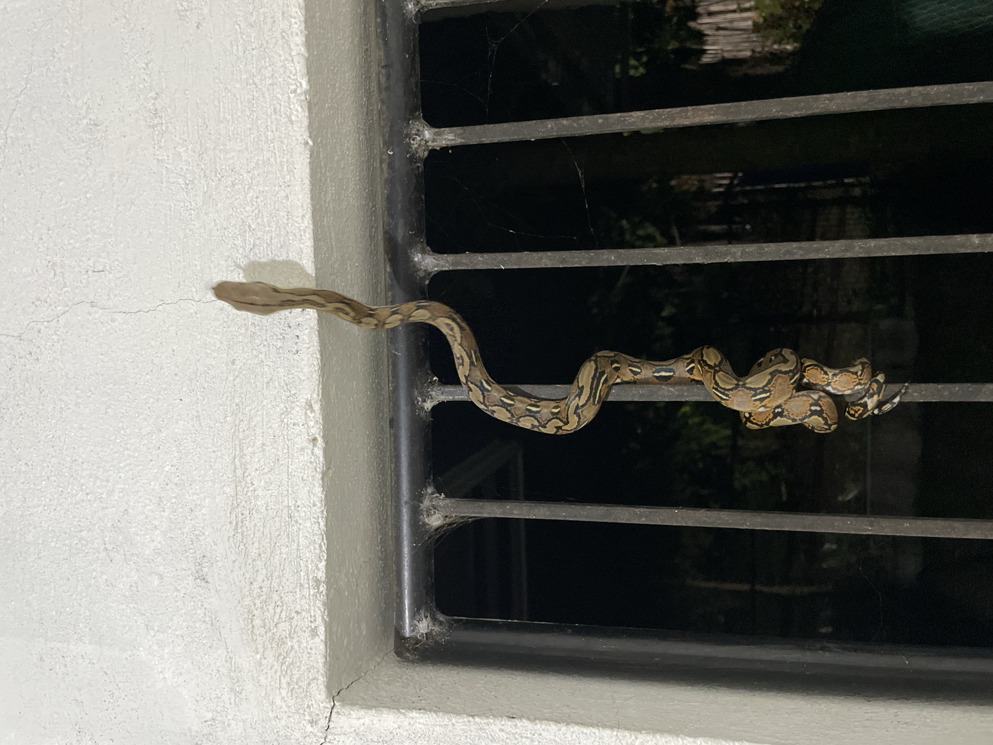 An elongated snake with a pattern of brown and tan markings is coiled around a metal grate. The snake is suspended vertically, with its head near the top of the frame, attached to a white, textured surface. The grate appears to be part of a window or barrier. In the background, the darkness suggests it is nighttime, with faint outlines of vegetation visible. The scene appears to be an exterior wall of a building in Bacong, Philippines.