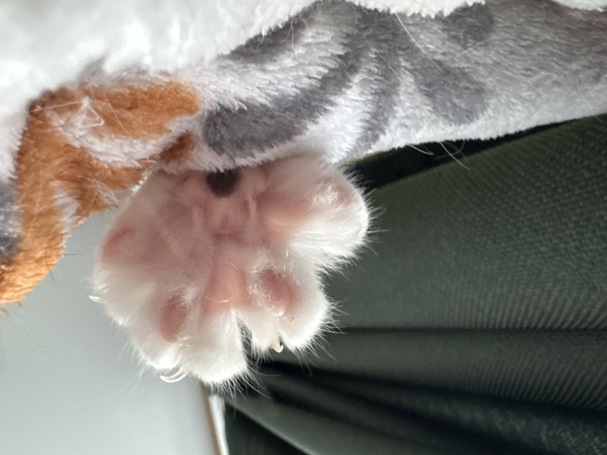 The image is a close-up, low-angle shot of a fluffy white cat's paw with visible pink pads and sharp claws. The paw is extended towards the viewer and appears to be resting against a textured, dark green surface, possibly fabric. The background is out of focus, but suggests an indoor environment with a bright light source, possibly from a window. The cat's fur transitions into orange and grey stripes further up its limb, indicating it is likely a tabby cat. There is no identifiable information regarding the location in Dubna, Russia.