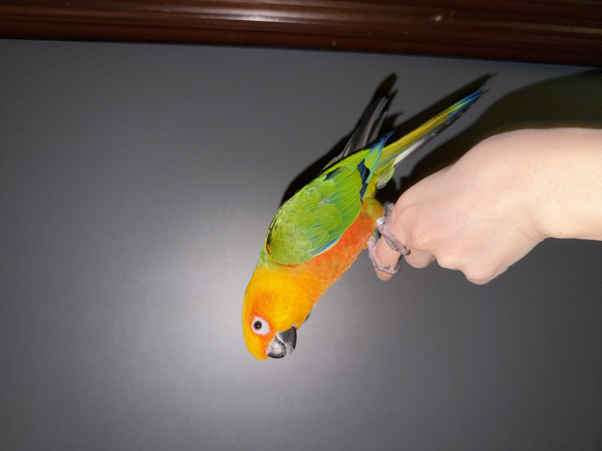 A vibrantly colored parrot, identified as a Sun Conure (Aratinga solstitialis), is perched on the index finger of a human hand. The parrot exhibits bright yellow and orange plumage on its head and chest, transitioning to vivid green on its back and wings, with blue accents on its primary flight feathers and tail tips. Its beak is black, and it has a distinctive white eye-ring around a dark eye. The bird is oriented facing left with its body slightly angled forward. The human hand, presenting a fair skin tone, is positioned centrally in the lower frame, supporting the bird with its fingers slightly curled. The background consists of a plain dark grey wall, exhibiting a subtle lighter gradient towards the bottom left. A vertical segment of a dark brown, possibly wooden, architectural element, such as a door frame, is visible along the far right edge of the image. The scene is illuminated from the front-left, casting soft shadows of the bird and hand onto the grey wall. The precise location within the city of Khimki, Russia, cannot be determined from the visual information presented in this image.