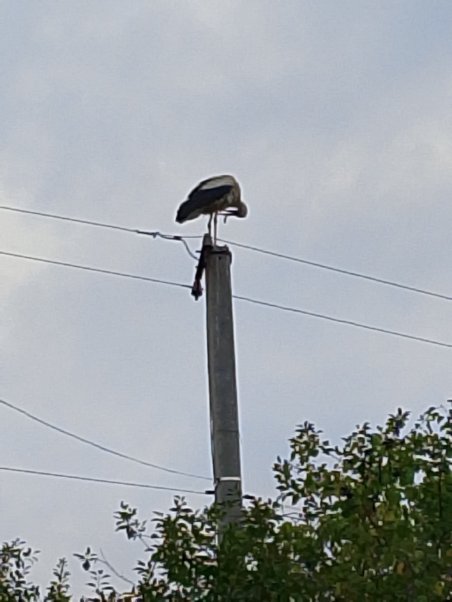 A stork stands perched on a utility pole against a cloudy sky. The stork is mostly white with black on its wings and tail. It is facing away from the camera, with its head tucked down. The utility pole is tall and gray, with wires stretching horizontally across the frame. Green foliage from trees is visible in the lower right corner of the image.