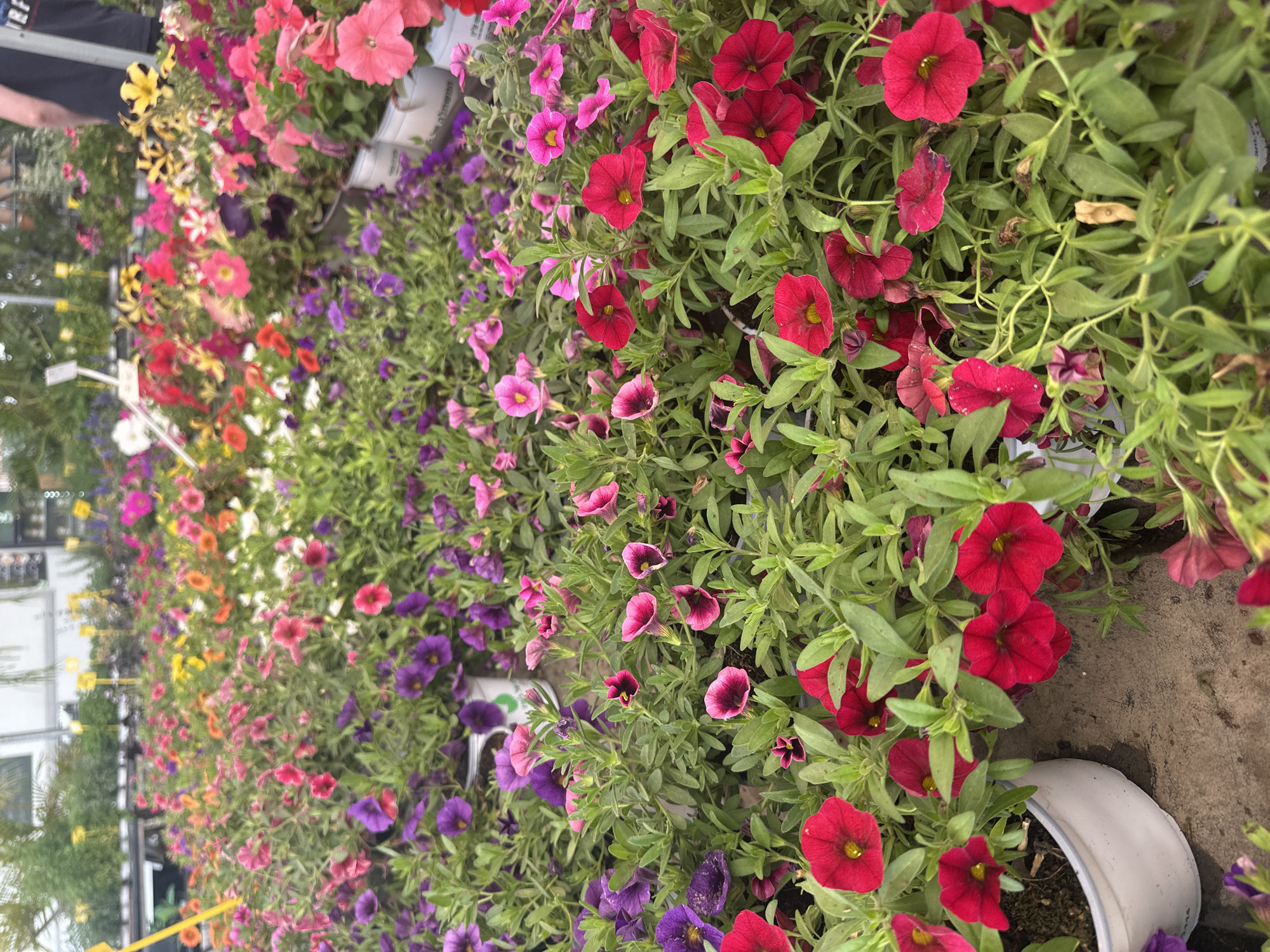 The image shows a display of petunia flowers in a variety of colors, arranged in rows. The colors include red, purple, pink, white, orange, and yellow. The flowers are planted in individual pots. The location of this scene is Petah Tikva, Israel. There is also a part of person with a black shirt is also visible.
