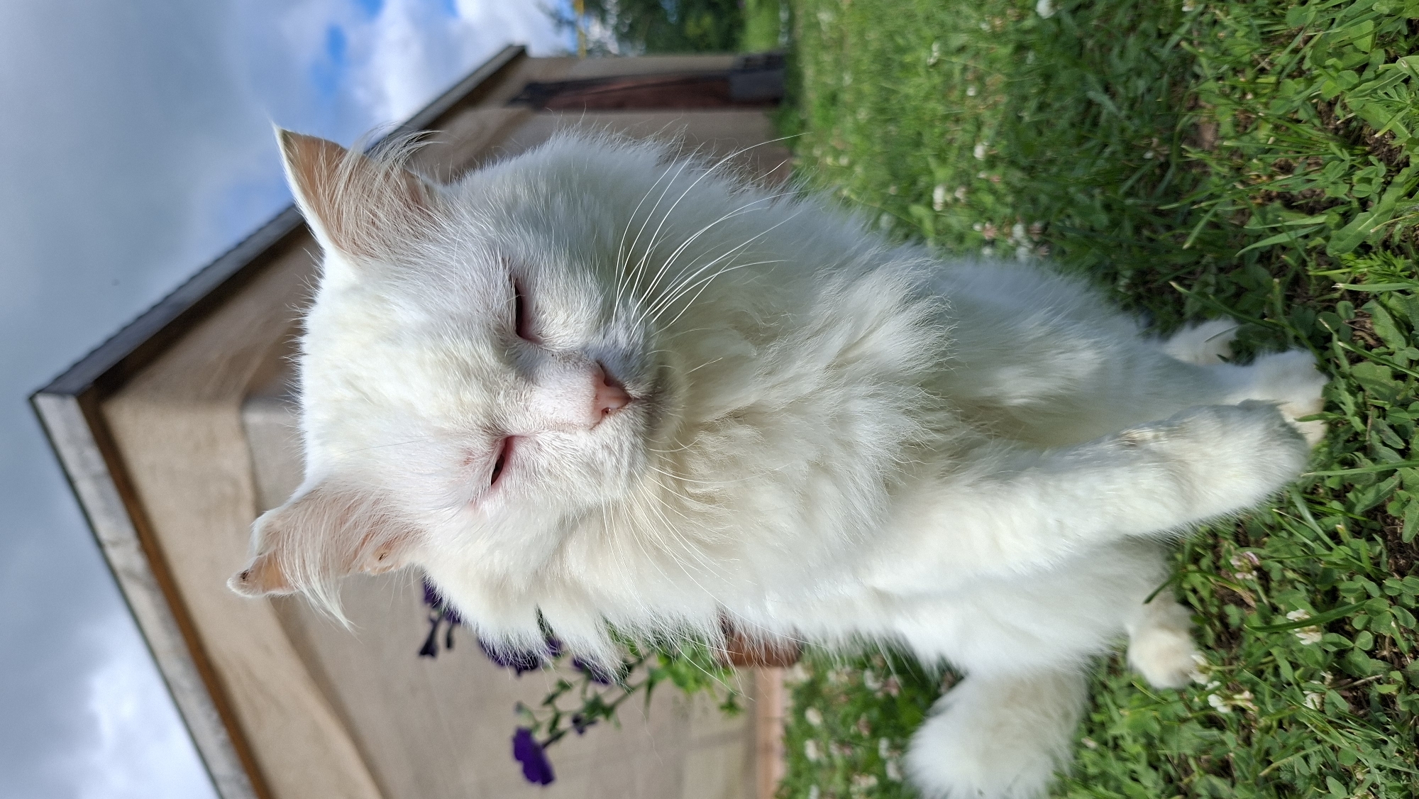 The media file features a close-up, low-angle shot of a fluffy white cat with its eyes closed, appearing to be resting or sleeping. The cat's pink nose and closed eyelids are visible, along with its long white whiskers. The cat is positioned in a grassy outdoor area, with green grass and small white flowers in the foreground. In the background, a wooden structure, possibly part of a building or fence, is visible, along with a partly cloudy blue sky. The lighting suggests it is daytime, likely sunny given the brightness and shadows. The setting appears to be a rural or suburban backyard given the presence of grass and a wooden structure. The cat's relaxed posture and closed eyes convey a sense of peace and contentment. There is no visible text in the image. The location is identified as Большой Букор, Russia.