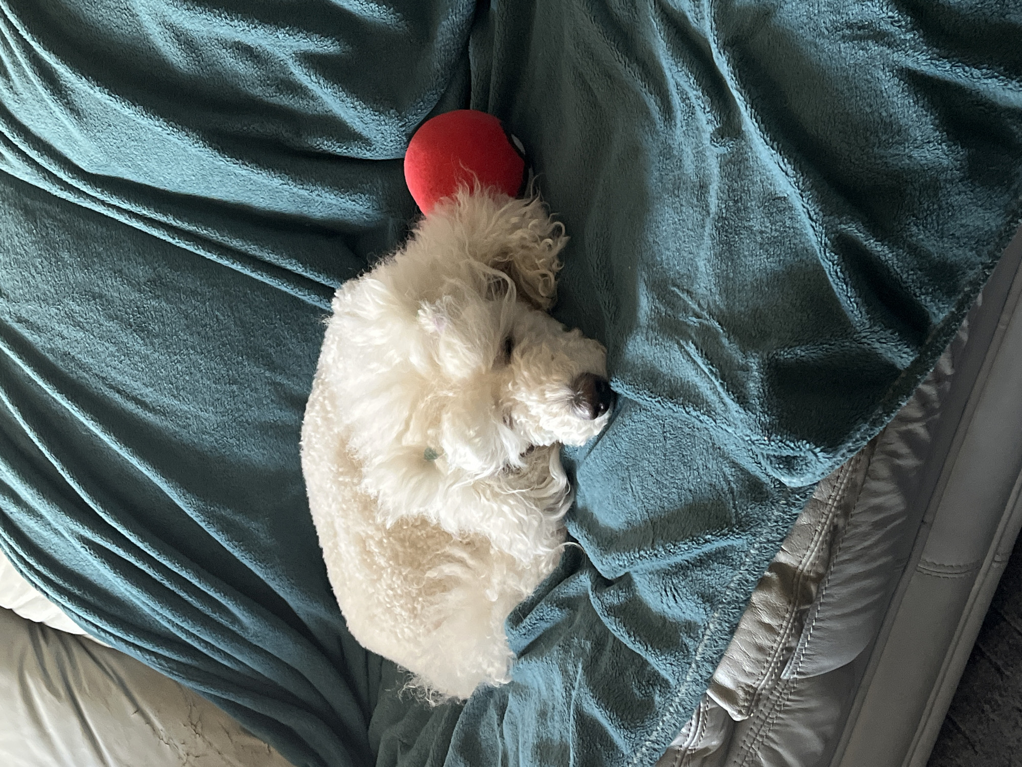 A white dog is curled up on a teal blanket. A red ball rests near its head. The dog is lying on a light-colored couch. The location is unknown and cannot be determined as Krasnoyarsk, Russia, based on the visual information.