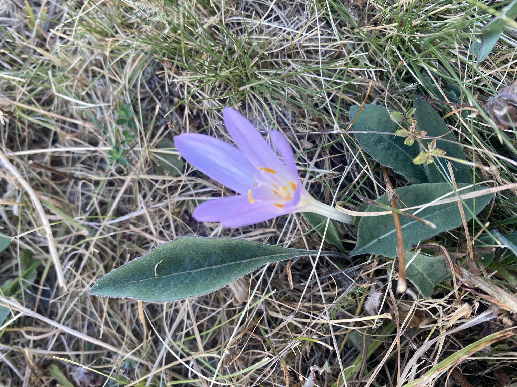 A single, purple crocus flower with yellow stamens blooms in a patch of dry, straw-colored grass mixed with green blades. Several dark green leaves, some elongated and pointed, are visible around the base of the flower and in the surrounding vegetation. The flower is positioned in the center-right of the frame, with one large leaf to its left and smaller leaves below. The background consists of a dense tangle of dry grass stalks and a few scattered green leaves. The image appears to be a close-up shot taken outdoors in natural light, likely in a grassy area within the city of Crăcăoani, Romania.
