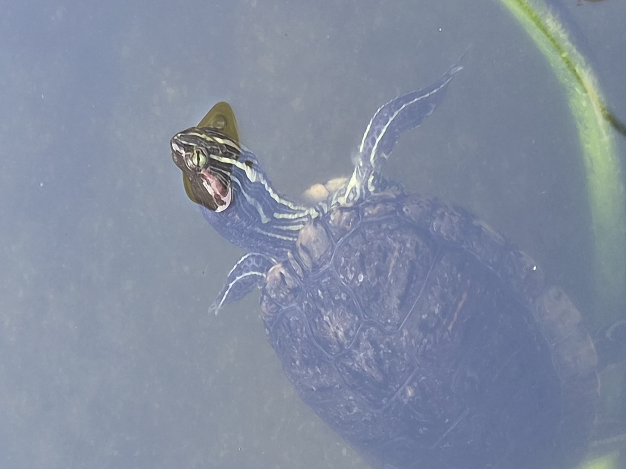 A red-eared slider turtle is partially submerged in murky water, with its head and upper shell visible. The turtle has distinctive red markings on its head and green stripes on its neck and legs. It appears to be swimming or resting near a submerged green plant stem. The water is a muted blue-gray, indicating a natural body of water. The scene is devoid of any human presence or urban context, therefore it cannot be located in Seia, Portugal.