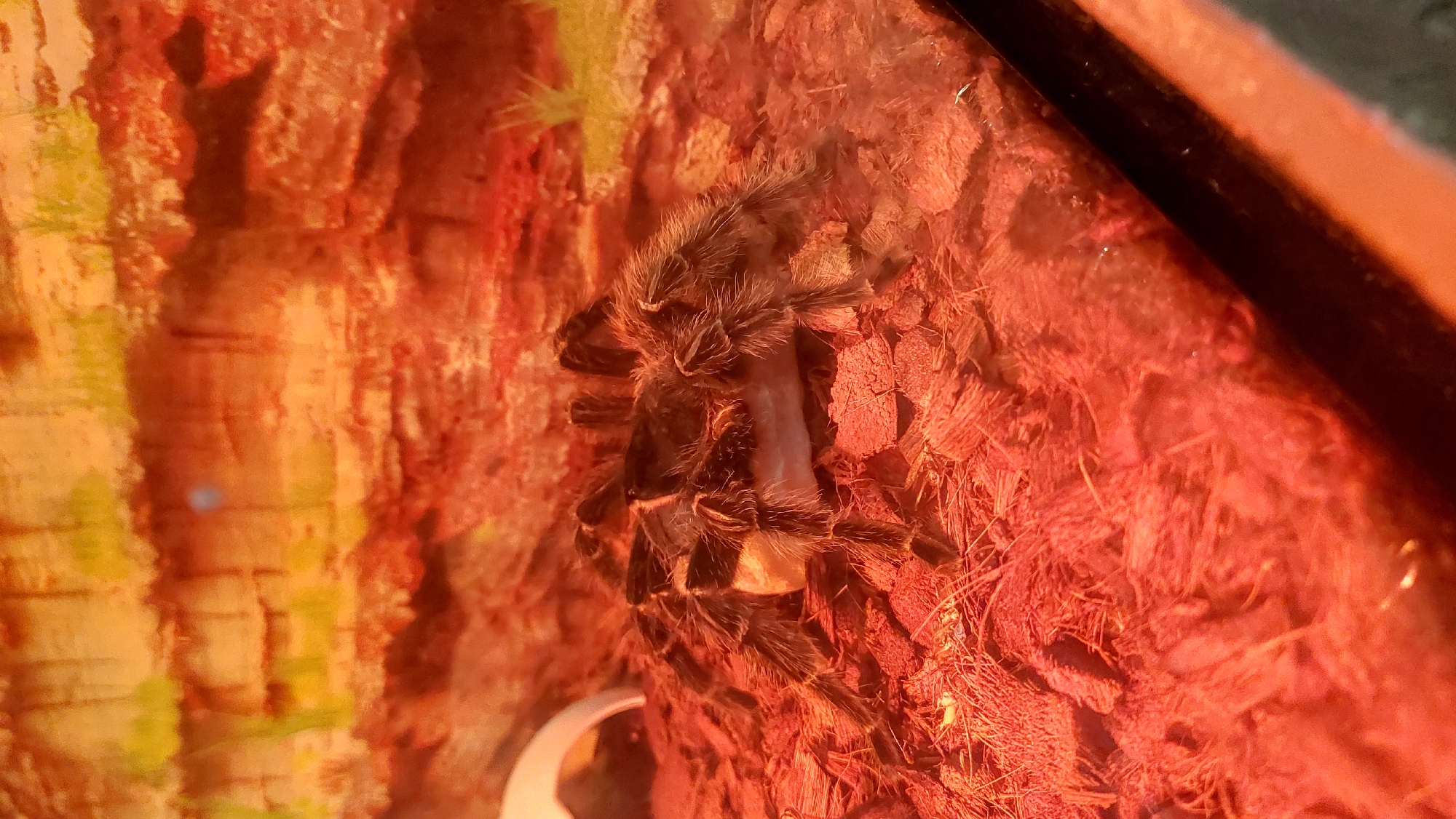 A tarantula is shown in its habitat, which appears to be a terrarium. The tarantula is dark brown and hairy, with eight legs. It is standing on a bed of reddish-brown substrate that looks like shredded coconut fiber or bark. In front of the tarantula, there is a light-colored object, possibly food. The background consists of rocky formations with some green accents, suggesting a simulated natural environment. The lighting is warm and orange, possibly from a heat lamp used in terrariums. The image does not provide any information about Yelizovo, Russia.