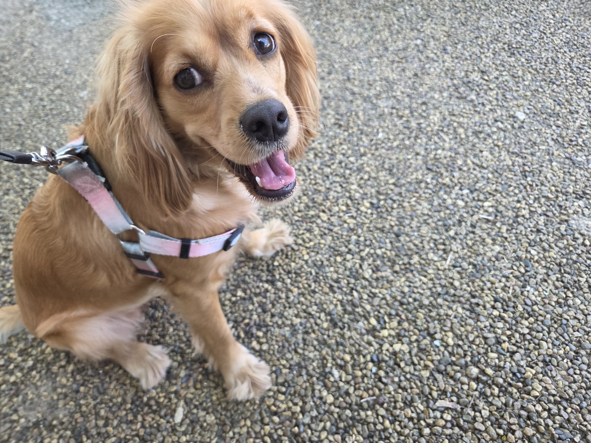 A medium close-up, eye-level shot captures a small to medium-sized dog with light brown or golden fur, sitting on a pebbled ground. The dog is positioned towards the left of the frame, looking directly into the camera with wide, dark, and expressive eyes, reflecting highlights. Its mouth is slightly open, revealing a pink tongue and some lower teeth, indicating panting or a happy expression. The dog has a dark nose and soft, wavy fur, particularly noticeable on its ears which frame its face.
The dog is wearing a multi-colored harness with shades of pink, white, and black, secured around its chest. A black leash is attached to the harness with a silver metal clip, visible near the top left of the dog's chest. The dog's front paws are visible, resting on the ground.
The entire visible ground surface is covered in small, uniform pebbles or gravel, varying in shades of grey, brown, and off-white. The lighting is bright and natural, suggesting a daytime setting. The background, consisting of the same pebbled ground, is slightly out of focus, emphasizing the dog as the main subject. The dog's posture and direct gaze convey an alert, curious, and possibly excited or joyful demeanor. This outdoor scene is set in Pleven, Bulgaria. There is no visible text in the image.
