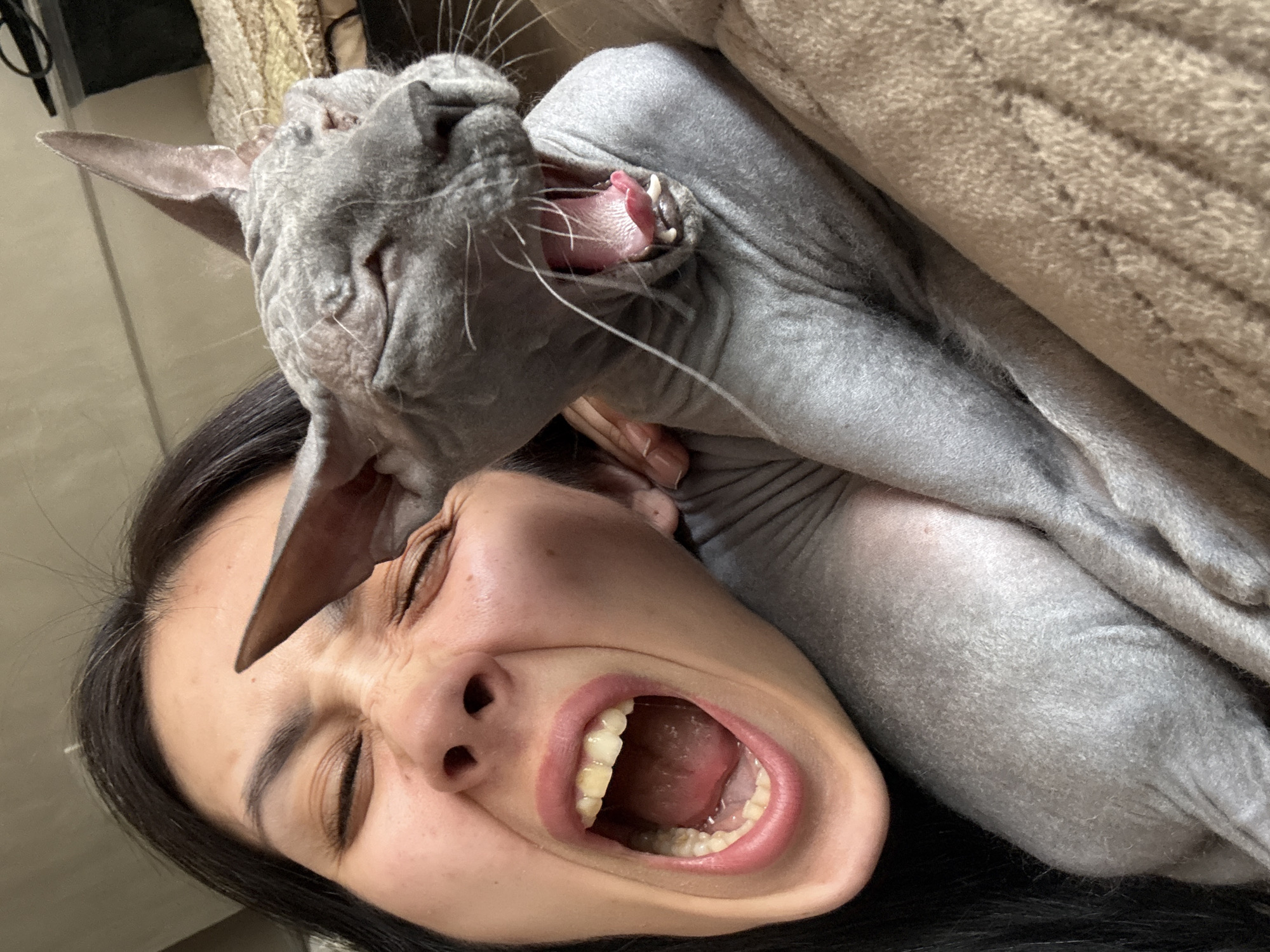 A woman lies on her back with her mouth open in a scream, and a grey, hairless cat appears to be yawning on top of her head. The location is not evident in the image.