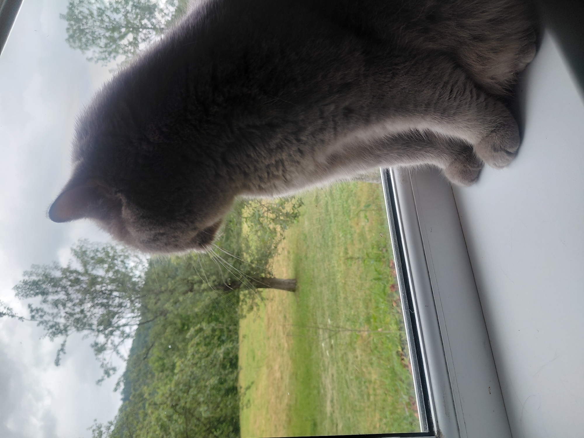 A British Shorthair cat with gray fur is perched on a white windowsill, looking out a window at a grassy field and trees. The sky is overcast. The image appears to have been taken indoors, with the window framing the outdoor scenery. The exact location in Chernyk, Ukraine, cannot be determined from the image alone.