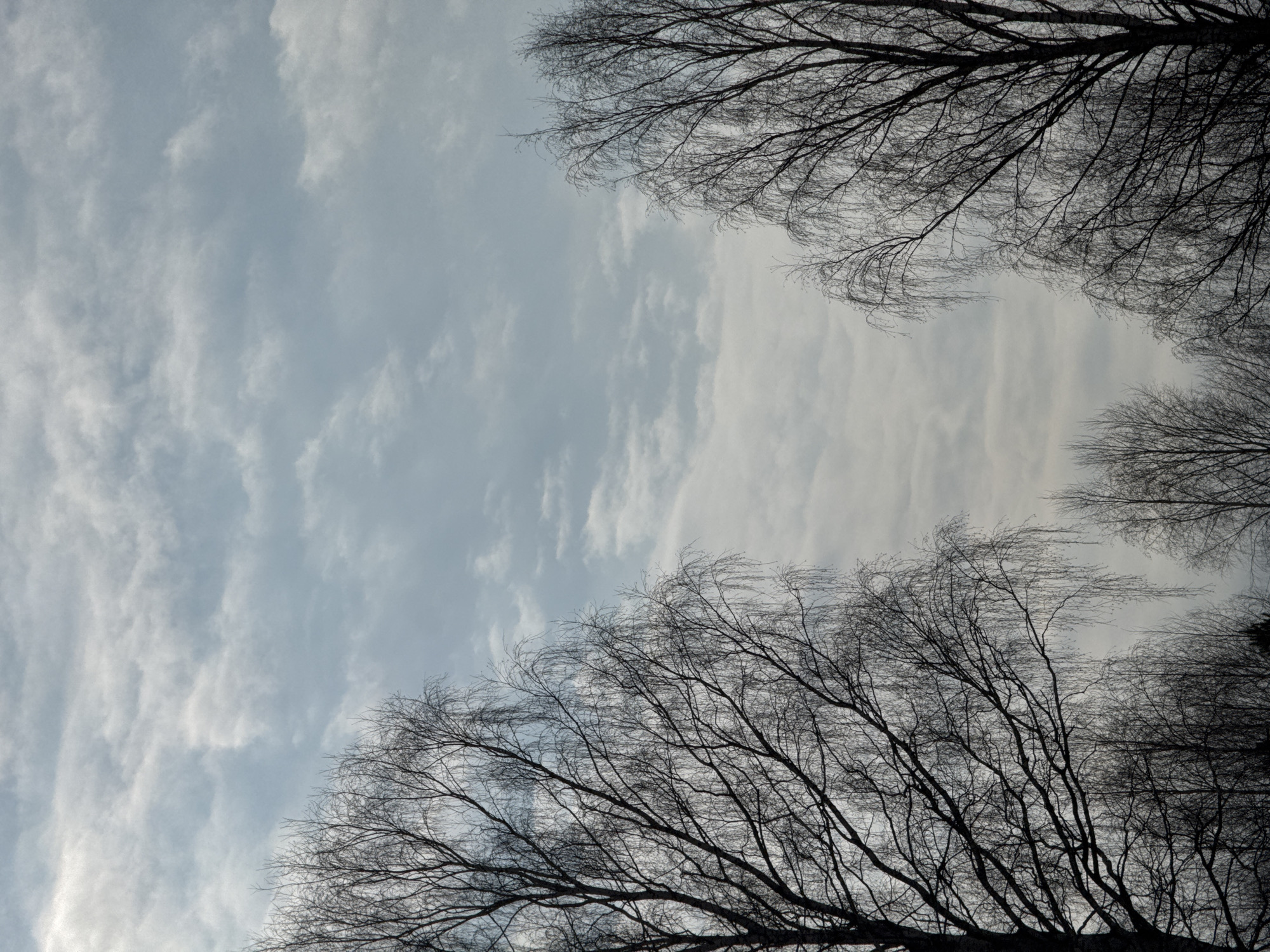 The image depicts a view looking upwards at a sky filled with wispy clouds, framed by silhouetted tree branches in the lower and upper portions of the frame. The trees appear to be leafless, suggesting a winter or early spring season. The sky is overcast, providing a soft, diffused light. There are no visible people or animals. The location is unknown and cannot be determined from the image. The image does not contain information to verify its origin in Vassyata, Russia.