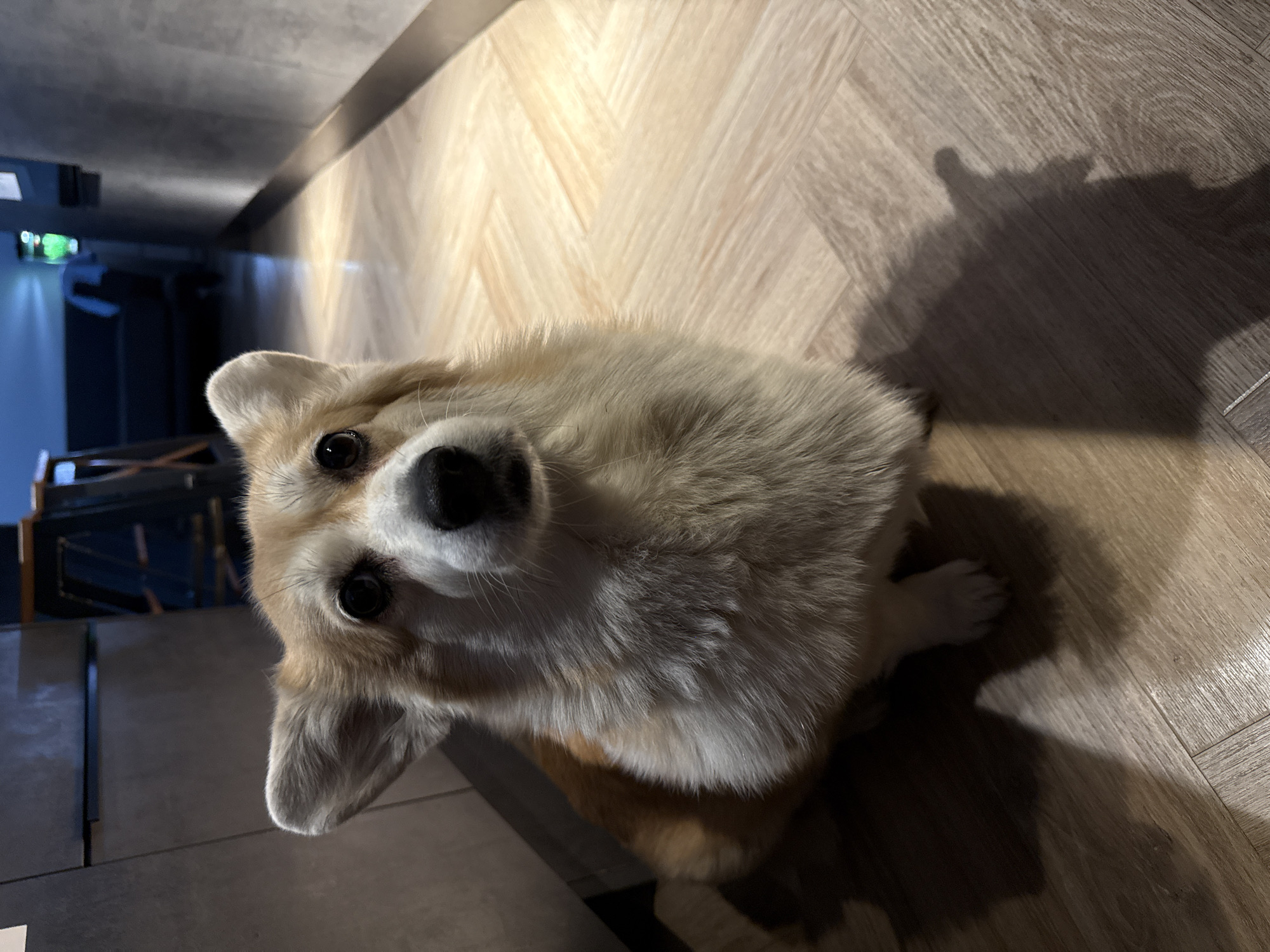 A corgi dog is sitting on a light-colored wooden floor. The dog is looking up towards the camera. Part of a room can be seen in the background. The specific location in Krasnoyarsk, Russia, cannot be determined from the image alone.