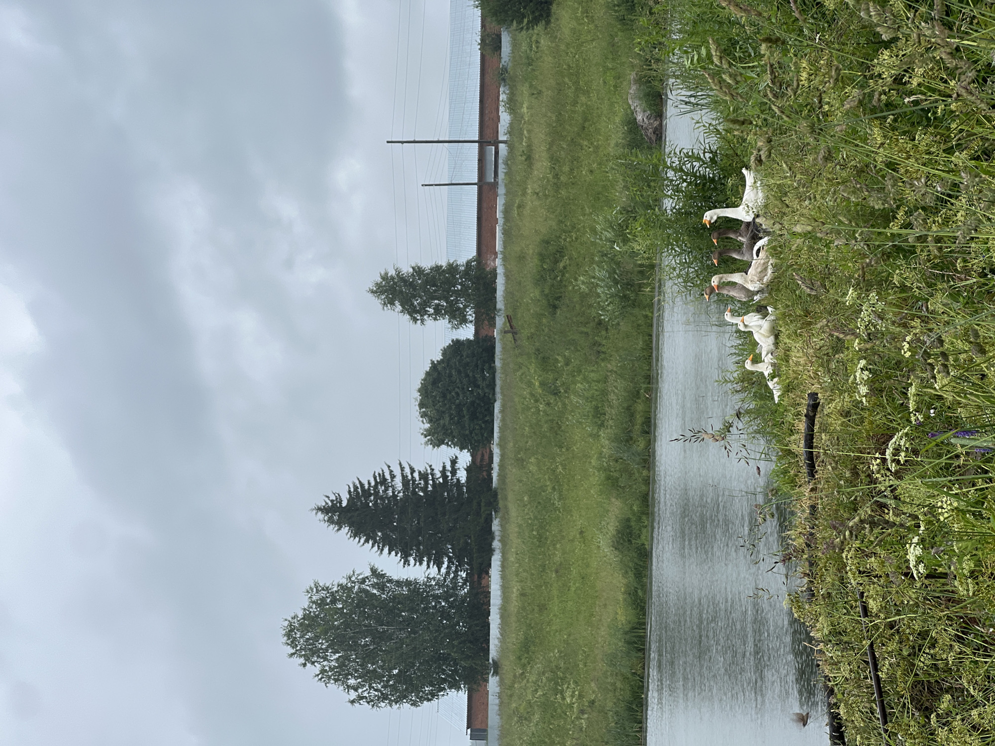 In Старые Быги, Russia, on a cloudy day, a group of domestic geese are gathered on the grassy bank of a body of water. The water's surface is disturbed by rain. The geese, varying in shades of white, grey, and brown, are clustered together, with some facing towards the water and others looking away. In the background, a fence with a brick base and a corrugated metal roof stretches across the scene, backed by trees and utility poles. The overall environment is rural and appears to be experiencing inclement weather.