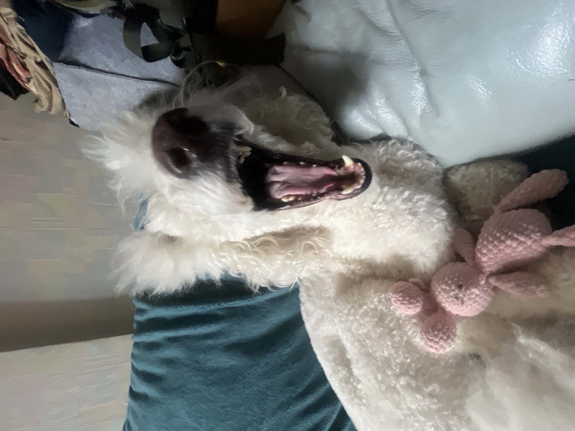 A white, fluffy dog lies on a blue and white cushioned surface, possibly a couch. The dog is positioned on its side with its head towards the top of the frame. Its mouth is wide open, revealing its teeth and pink tongue. A small, pink crocheted rabbit toy rests next to the dog. The background includes additional furniture and objects, although they are somewhat out of focus.
There is no indication that this image was taken in Krasnoyarsk, Russia.