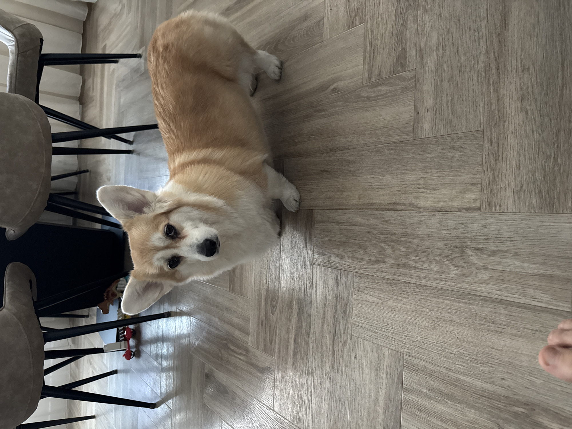 A medium shot from above captures a light brown and white corgi dog on a light gray herringbone wood floor. The dog is facing the camera, looking upwards. To the left, there are gray padded chairs with black metal legs, partially visible. In the bottom left corner, there is a red and white toy. In the bottom right corner, a partial view of a person's foot is visible. The background consists of light-colored curtains. The image does not contain location information related to Krasnoyarsk, Russia.