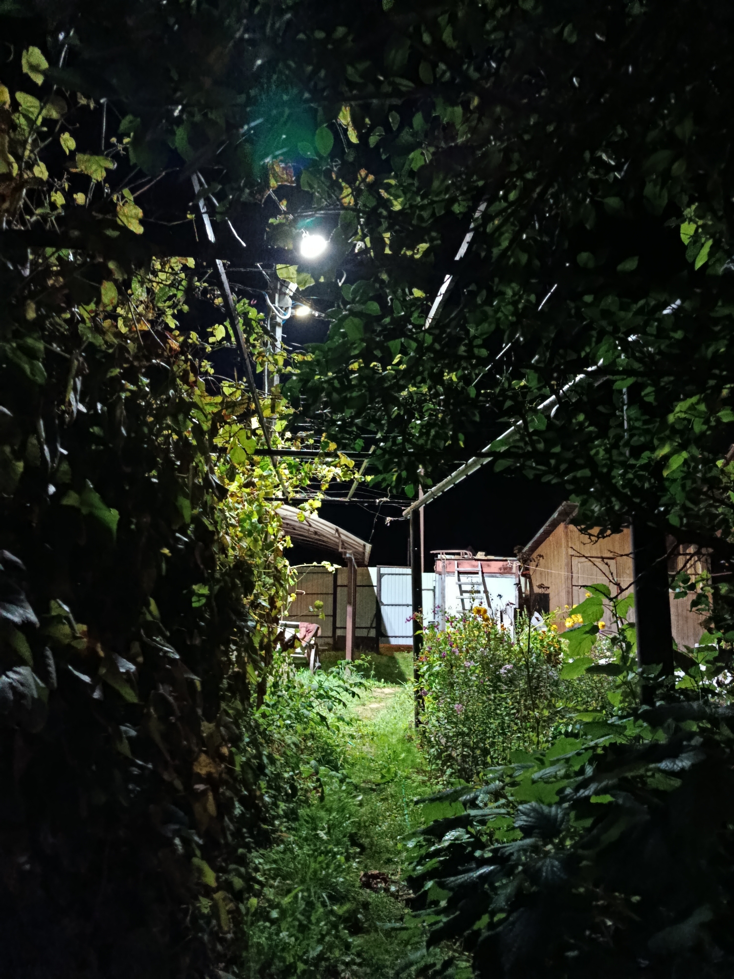 The image depicts a dimly lit outdoor pathway at night, bordered by dense green foliage on both sides. A single light fixture illuminates the scene from above, casting a bright glow on some of the leaves and a section of a metal support structure. In the background, a wooden building with a pitched roof is visible, along with a white metal fence and a ladder leaning against a structure. A patch of colorful flowers can be seen near the building. The overall impression is of a secluded, overgrown area, possibly a garden or yard, in the city of Vereya, Russia.