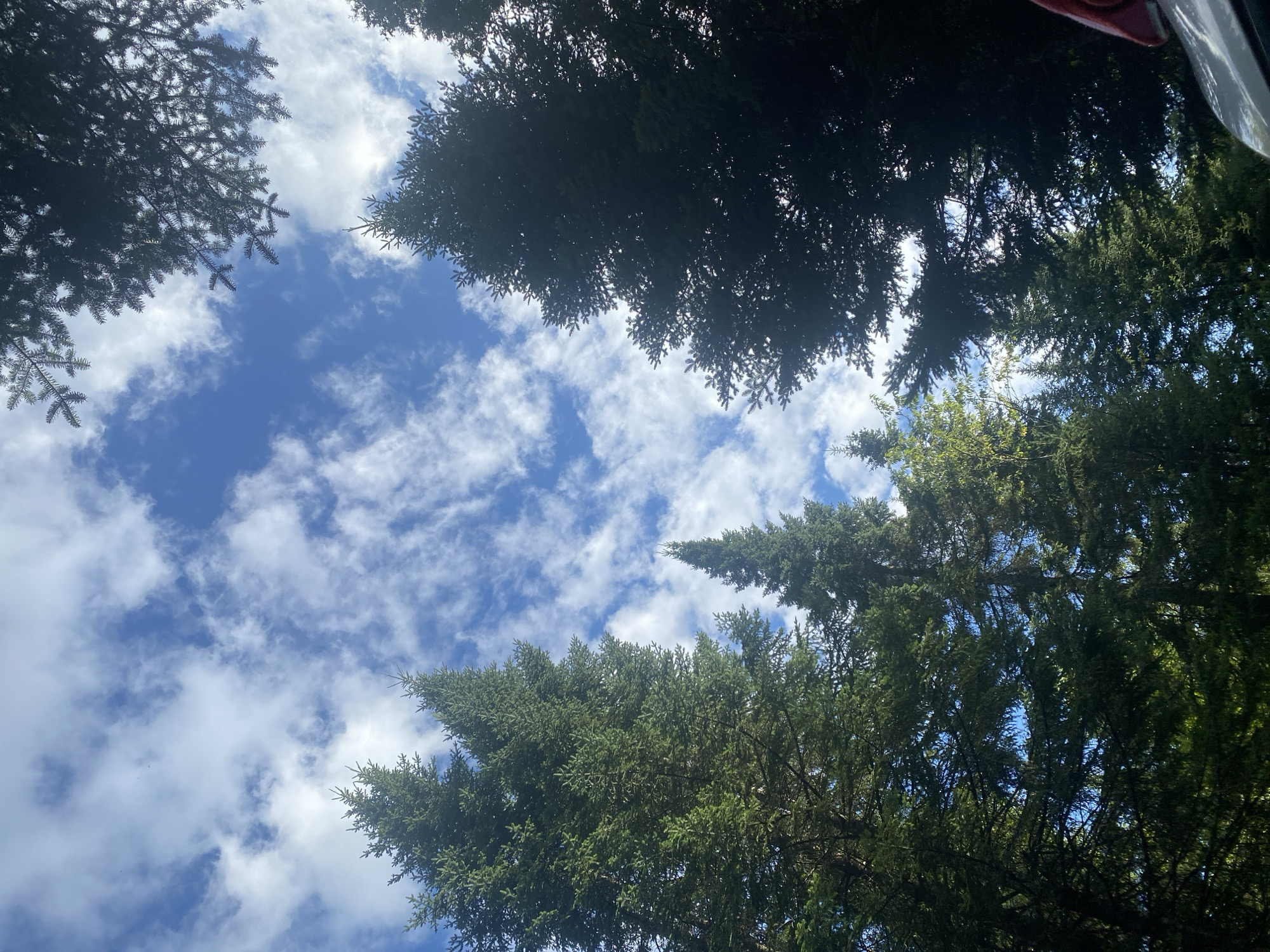 The image depicts a view looking upwards through a dense forest of coniferous trees towards a blue sky filled with white, wispy clouds. The trees, primarily fir or spruce, are tall and their dark green foliage fills much of the frame. The perspective is from ground level or low to the ground, creating a sense of looking up into the canopy. Some of the trees are silhouetted against the bright sky, while others in the foreground and mid-ground are more illuminated, revealing their green needles and branch structures. The lower right corner of the image shows a small portion of what appears to be a vehicle, possibly a car or camper, with a red and white accent. The lighting suggests it is daytime, with sunlight filtering through the branches. The location is identified as Saint-Gabriel-de-Valcartier, Canada.
