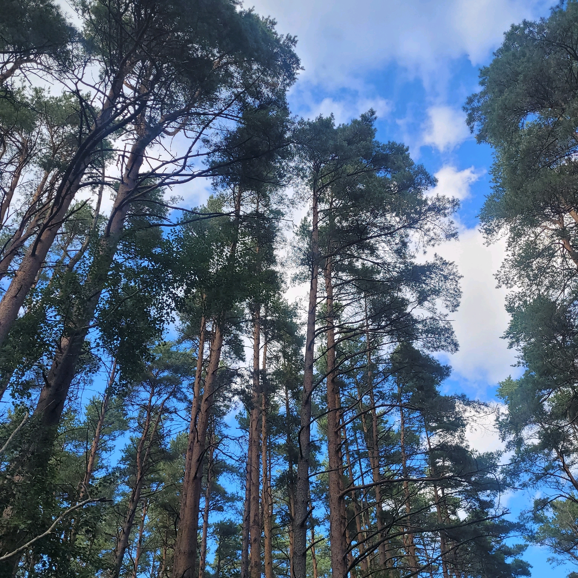 The image shows a view looking directly up into the canopy of a pine forest. Tall, mature pine trees with textured brown bark dominate the frame, their dark green needles creating a dense ceiling against a bright blue sky dotted with white, fluffy clouds. The perspective is from ground level, emphasizing the height of the trees and the feeling of being surrounded by nature. The lighting suggests it is daytime, with sunlight filtering through the branches and illuminating parts of the sky. The scene is tranquil and evokes a sense of being in a natural, wooded environment. This scene is typical of the coastal pine forests found in Jūrmala, Latvia, particularly in areas like the Kemeri National Park or along the beaches where extensive pine woodlands are characteristic of the landscape.