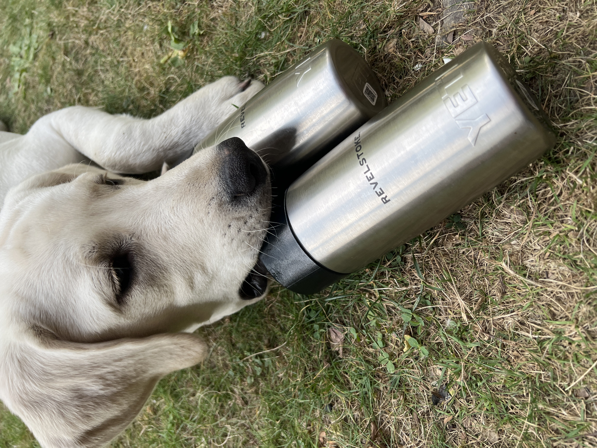 A light-colored Labrador puppy is lying on green grass and is looking down at two stainless steel tumblers. One tumbler, on the left, has the word "REVELSTOKE" printed on it in black text. The tumbler on the right has "YETI" embossed on it in silver letters. The puppy's head is near the tumblers. The image is taken from a high angle, looking down.